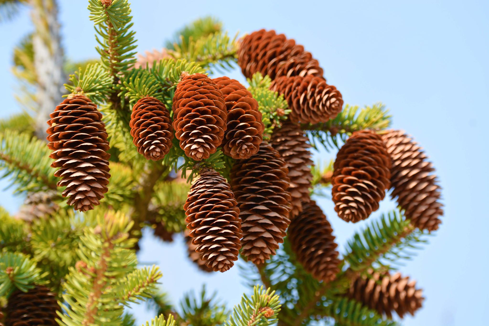 云杉松果,原创拍摄_高清图集_新浪网