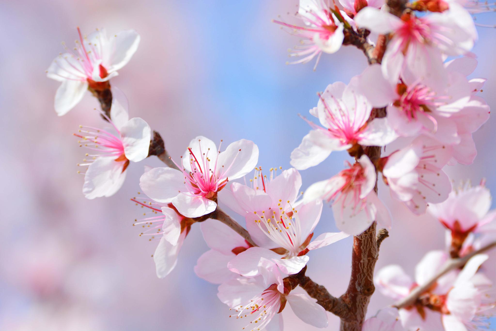 美丽的山桃花,原创拍摄_高清图集_新浪网