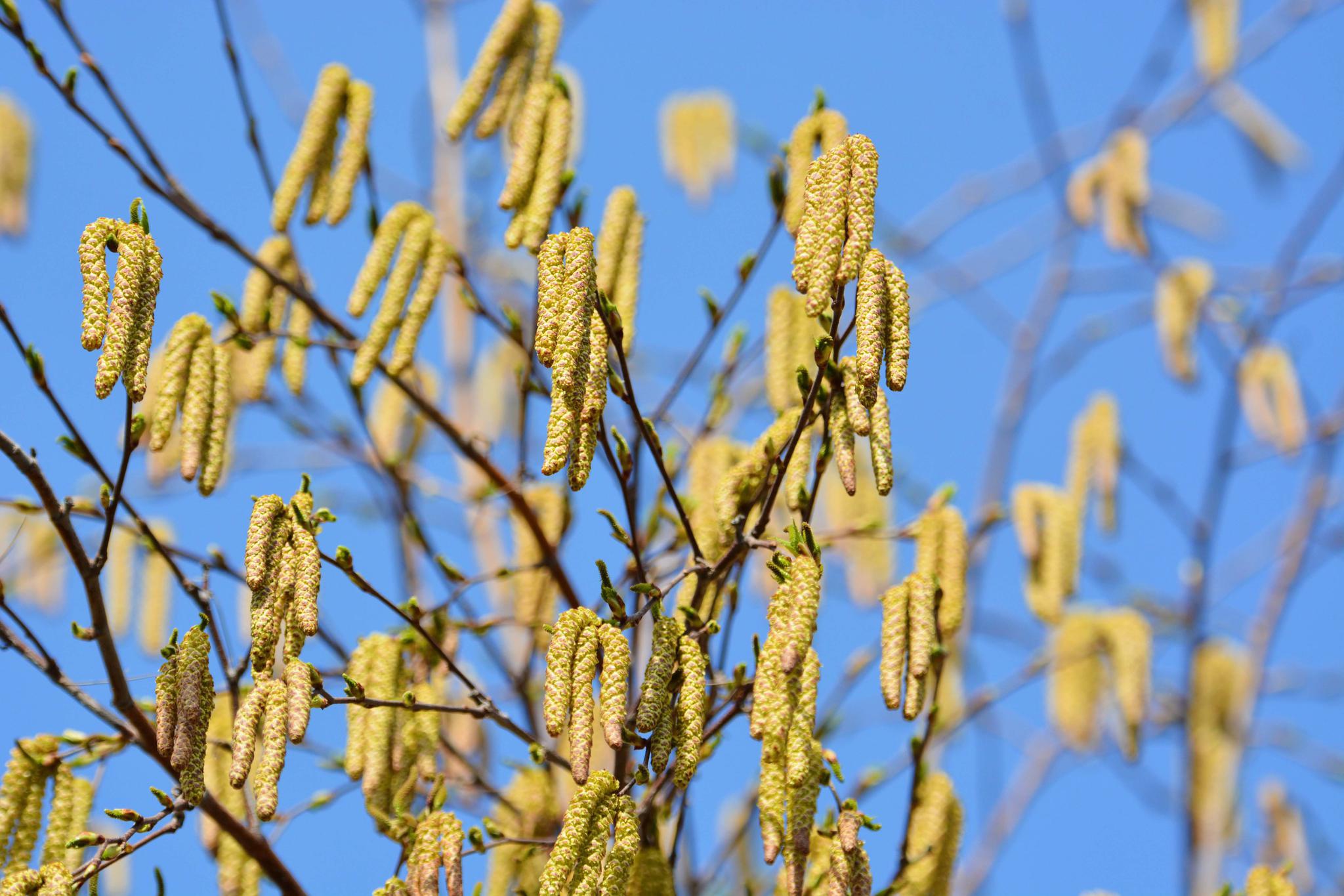白桦树开花了,原创拍摄_高清图集_新浪网