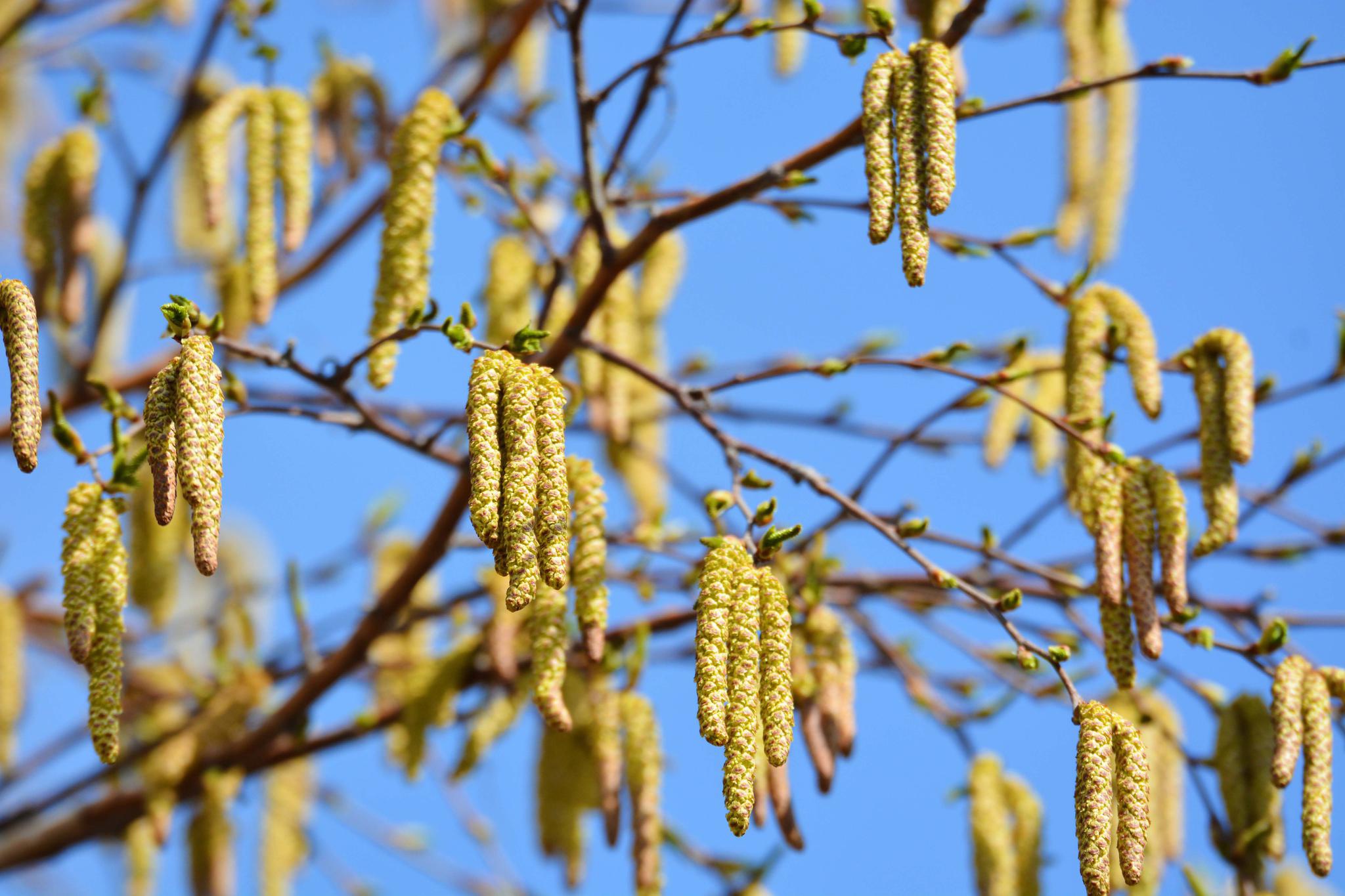 白桦树开花了,原创拍摄