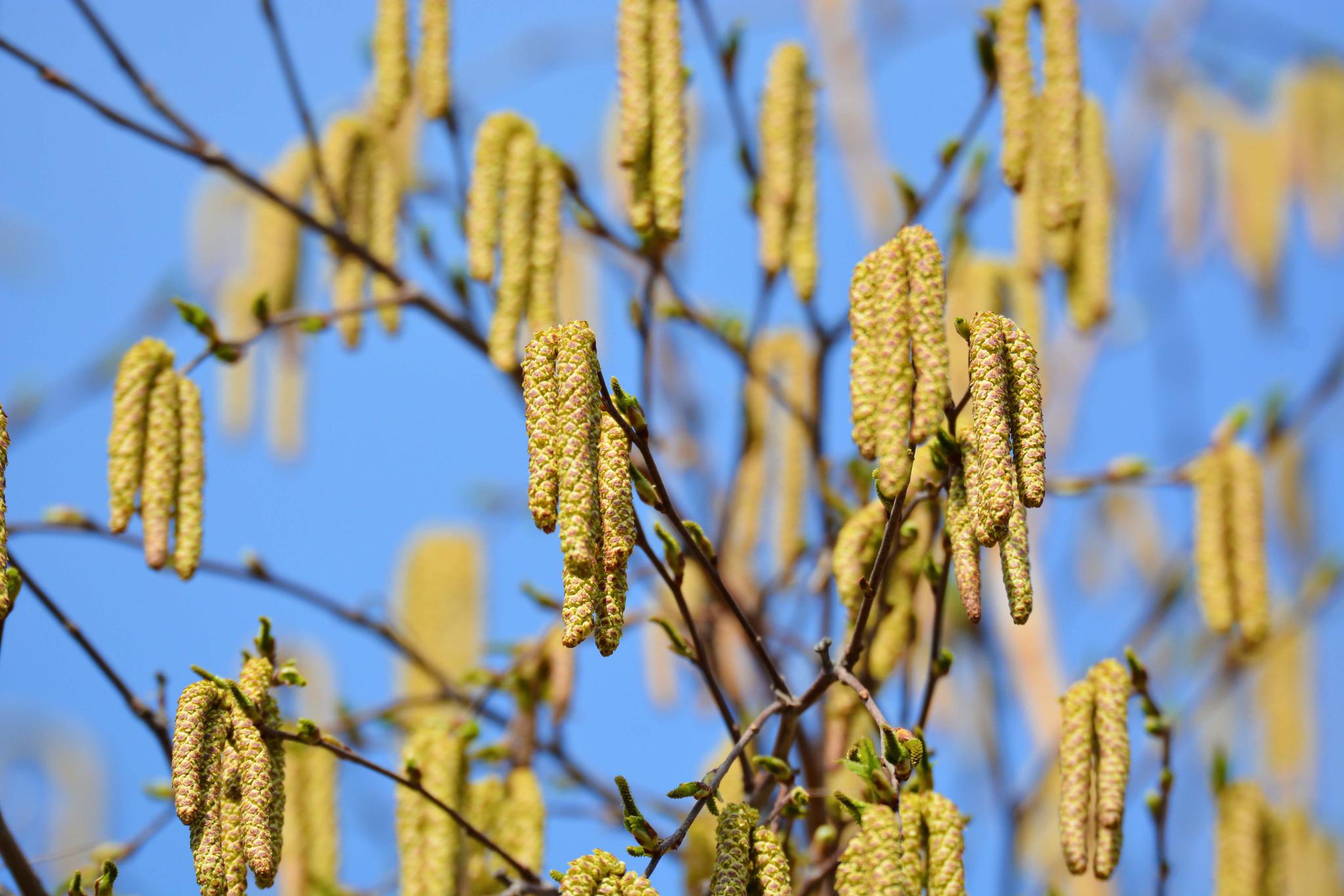 白桦树开花了,原创拍摄
