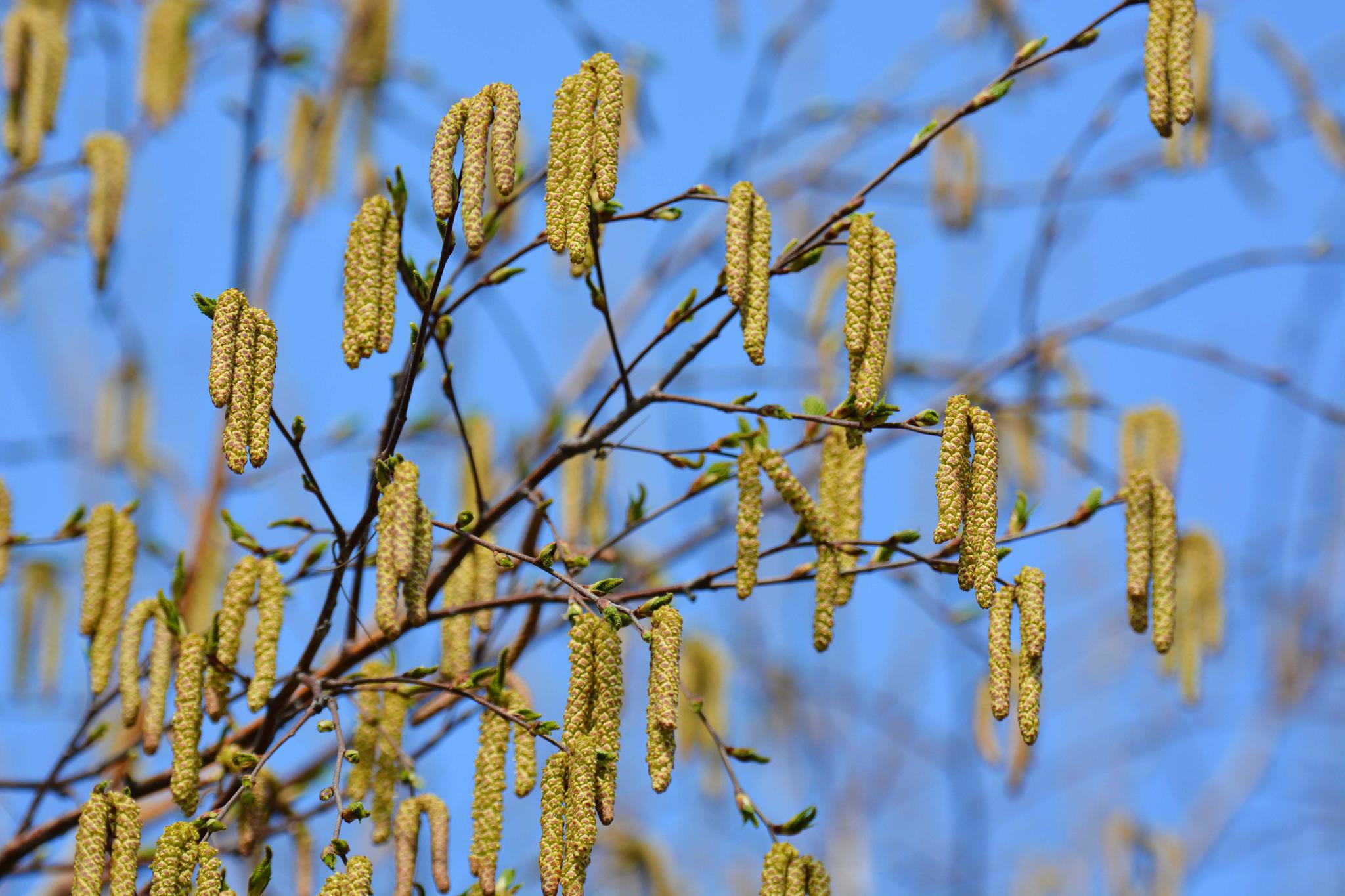 白桦树开花了,原创拍摄