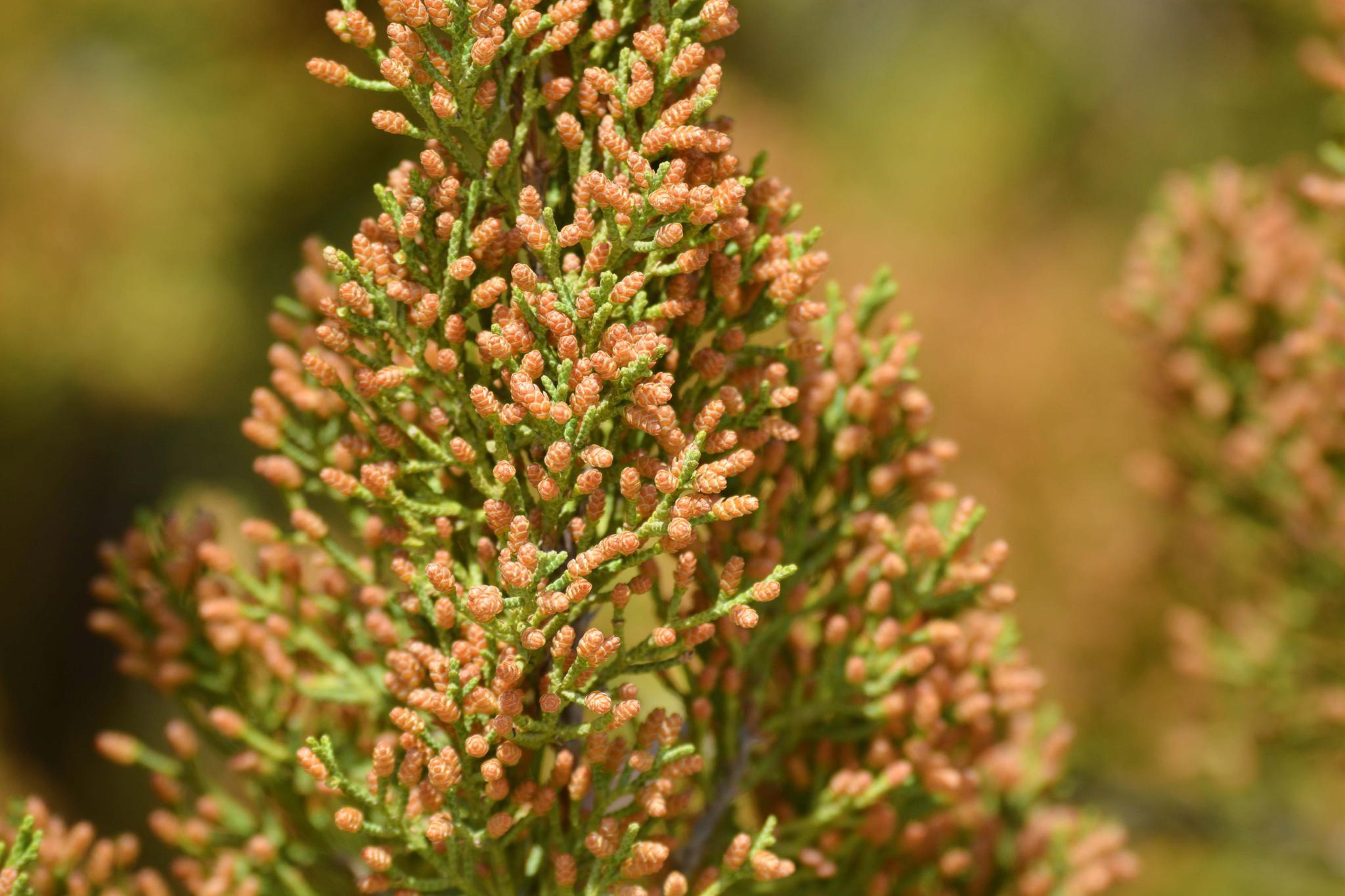 圆柏的小花很可爱,原创拍摄