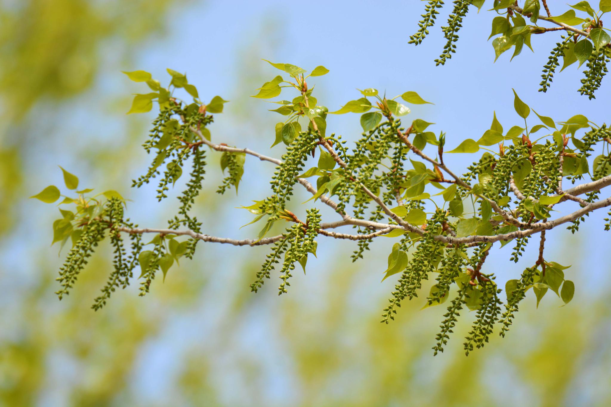 加杨树种子,原创拍摄_高清图集_新浪网