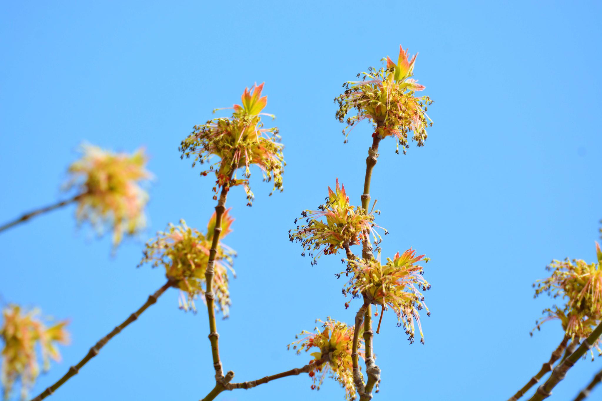 白蜡树花穗,原创拍摄_高清图集_新浪网