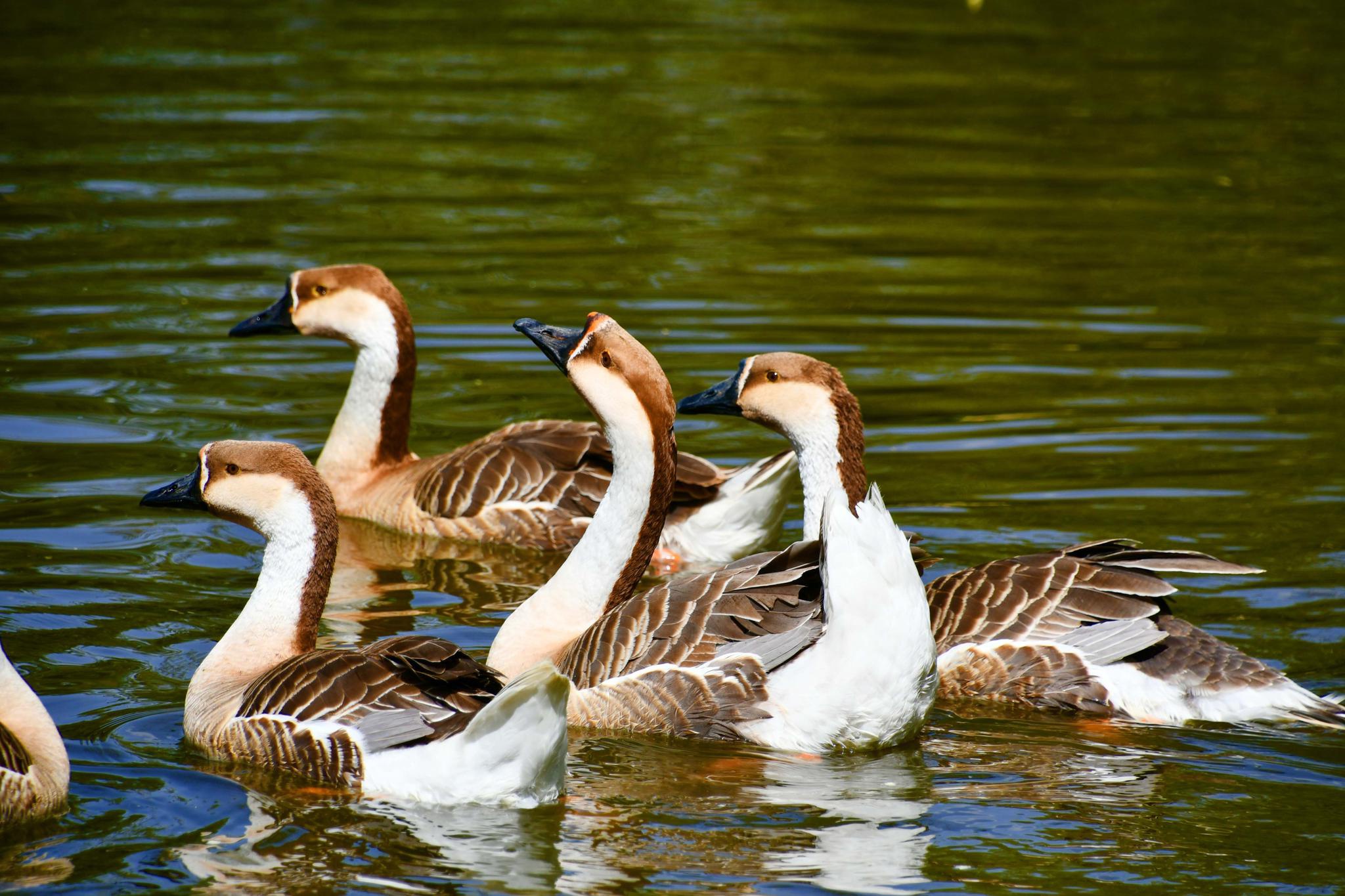 公园里几只大雁,原创拍摄_高清图集_新浪网