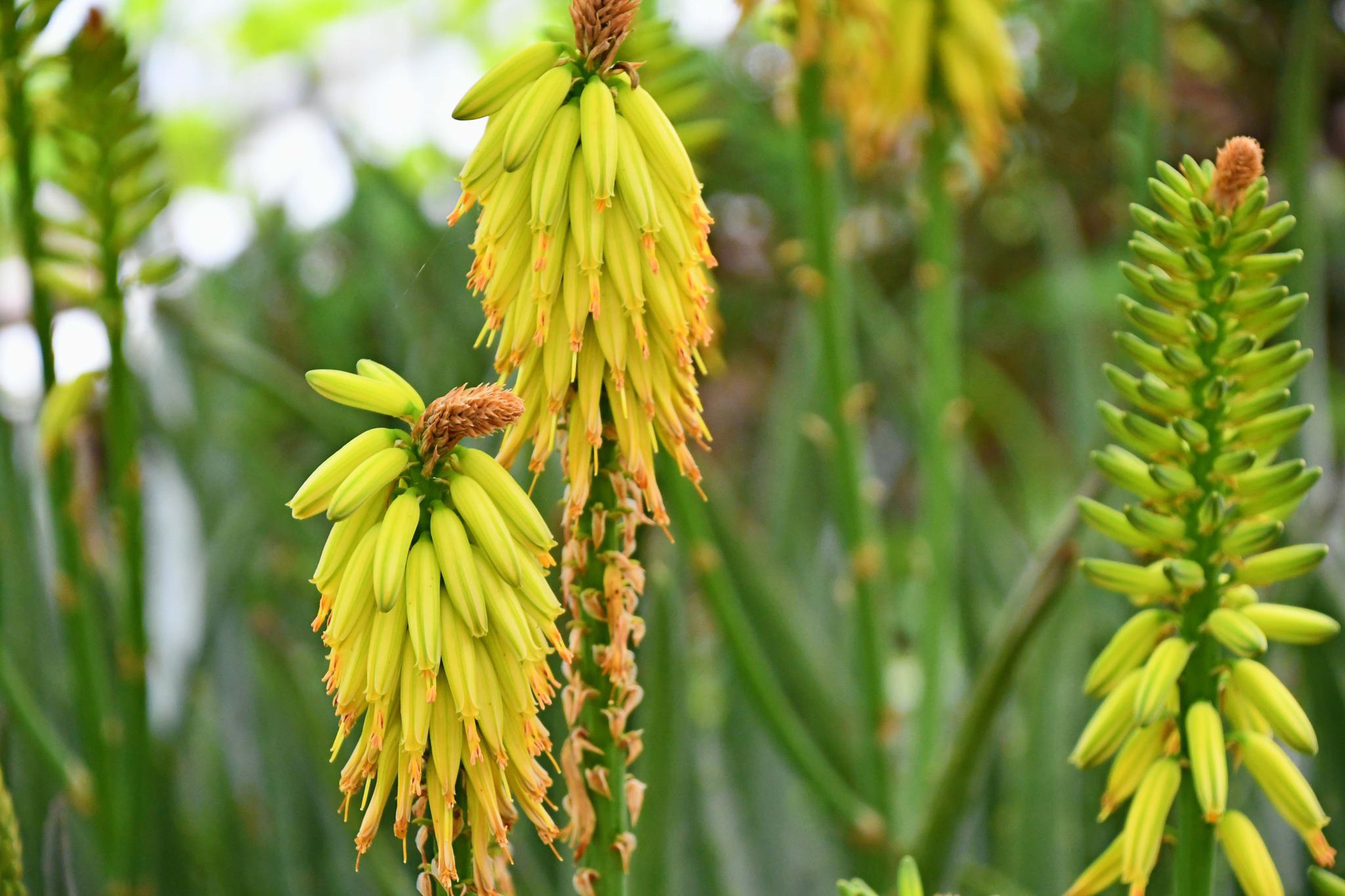 芦荟花原创拍摄