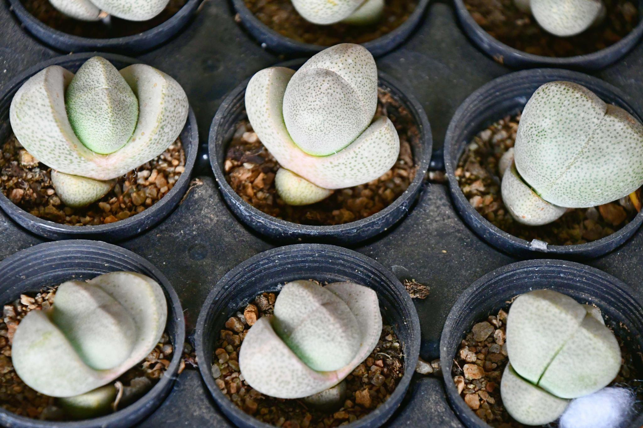 多肉植物石头花 原创拍摄 石头花 多肉植物 原创 新浪新闻