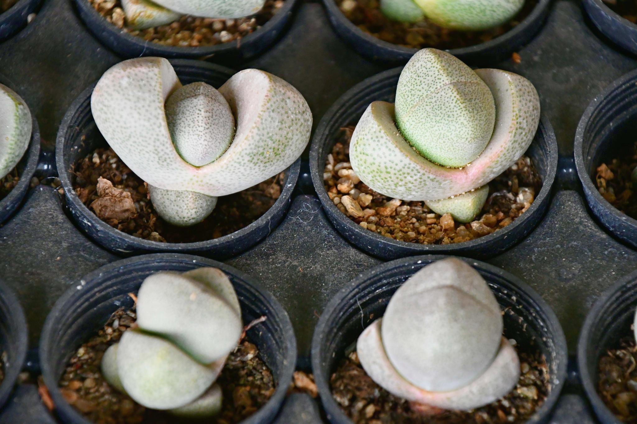 多肉植物石头花 原创拍摄 石头花 多肉植物 原创 新浪新闻