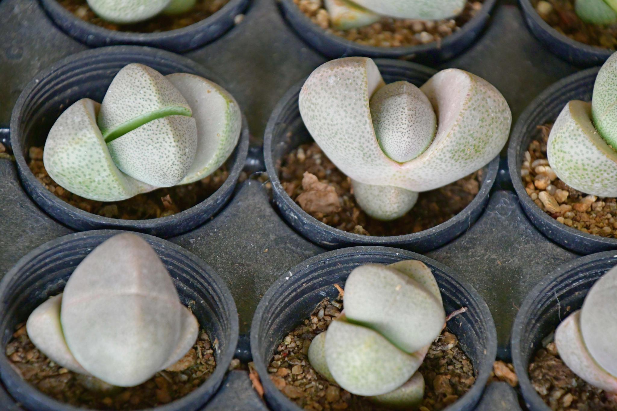 多肉植物石头花,原创拍摄