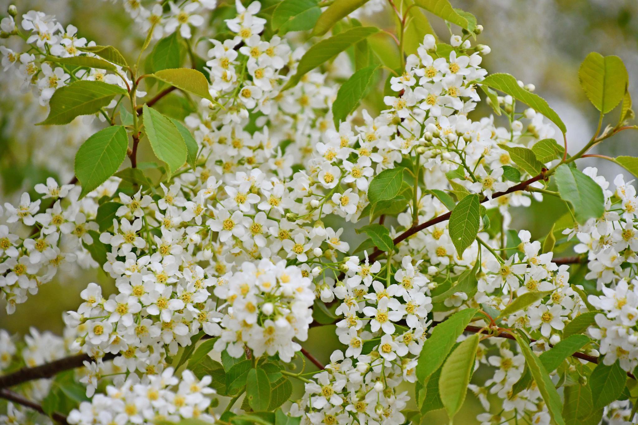 小巧可爱的稠李花,原创拍摄