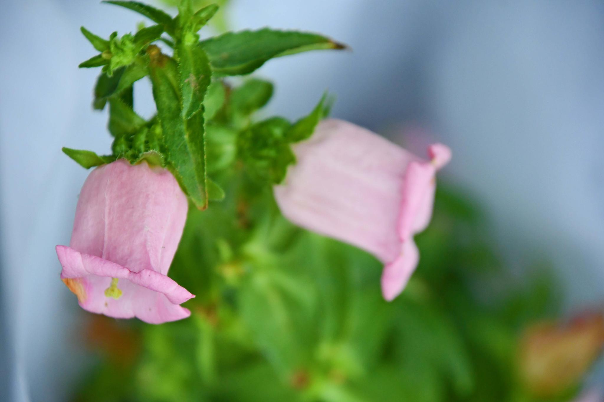风铃草原创拍摄