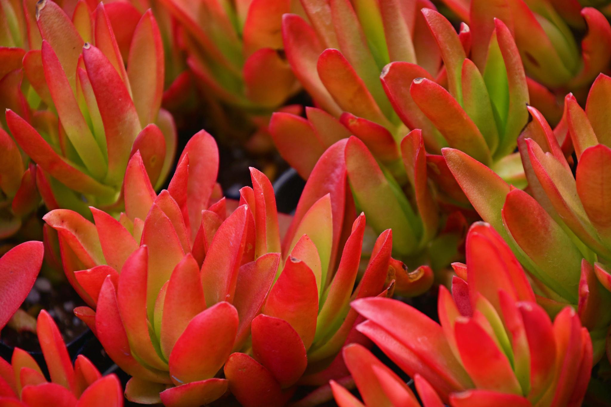 多肉植物火祭,原创拍摄