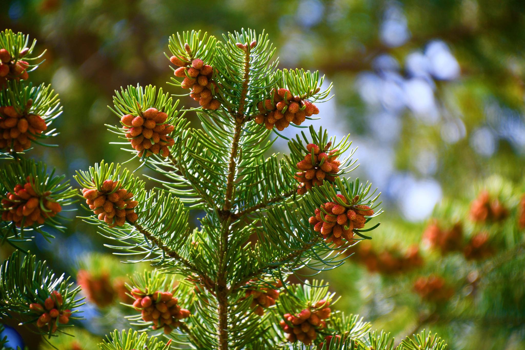 非常特别的杉树花,原创拍摄