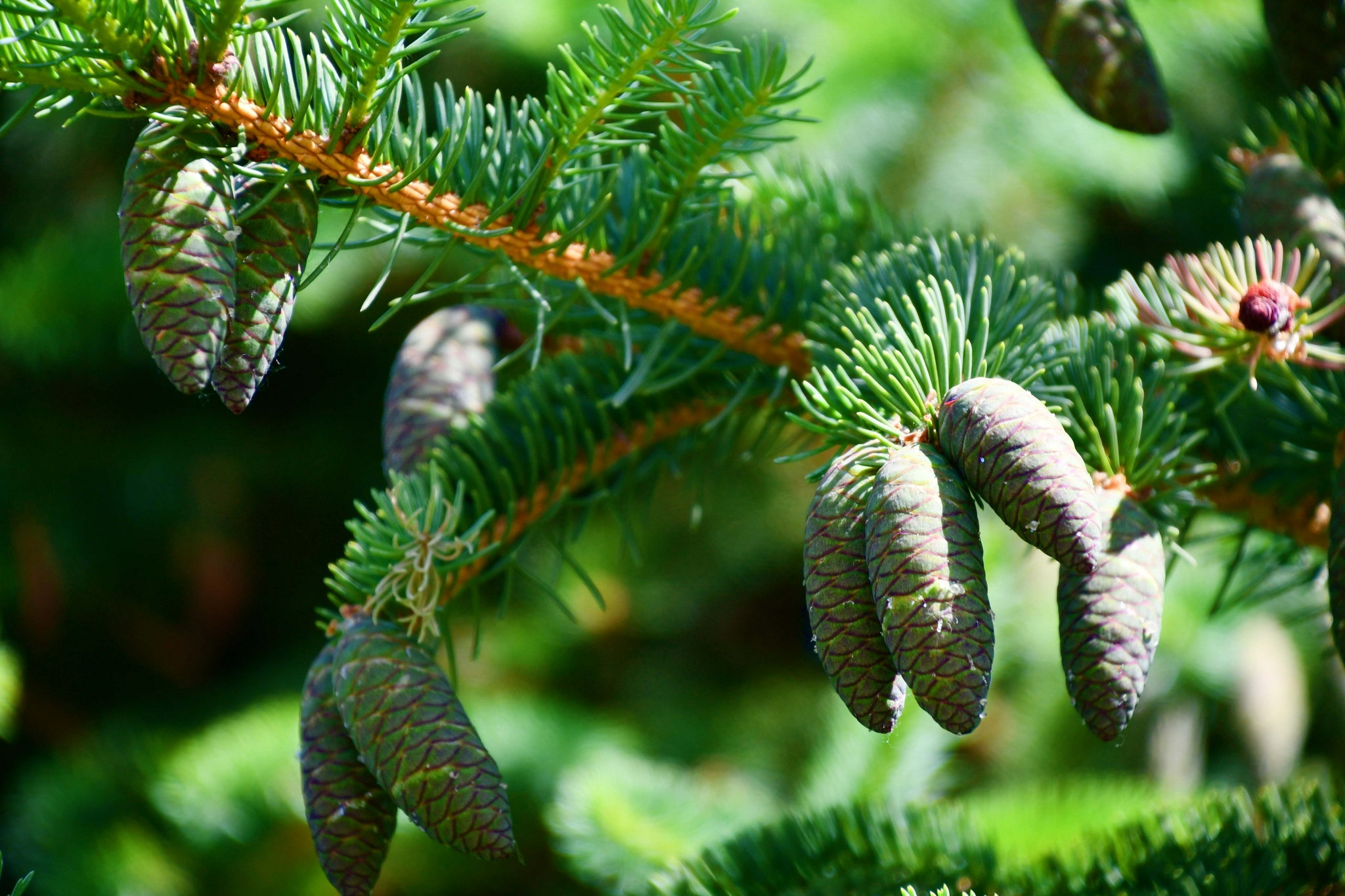 云杉青涩果实,原创拍摄