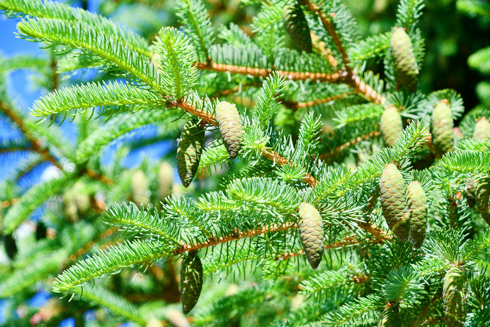 云杉青涩果实,原创拍摄