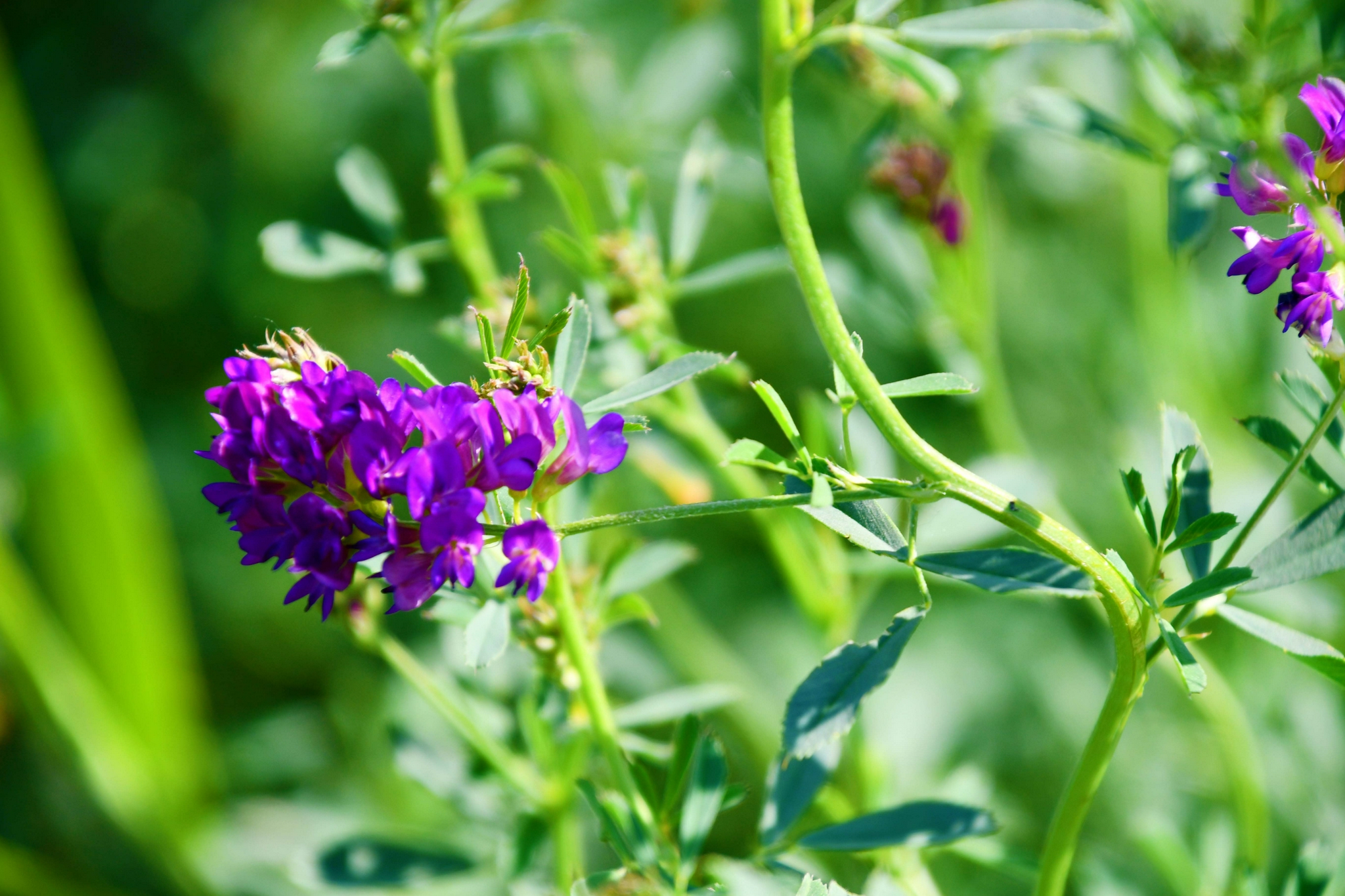 野豌豆紫蓝花,原创拍摄