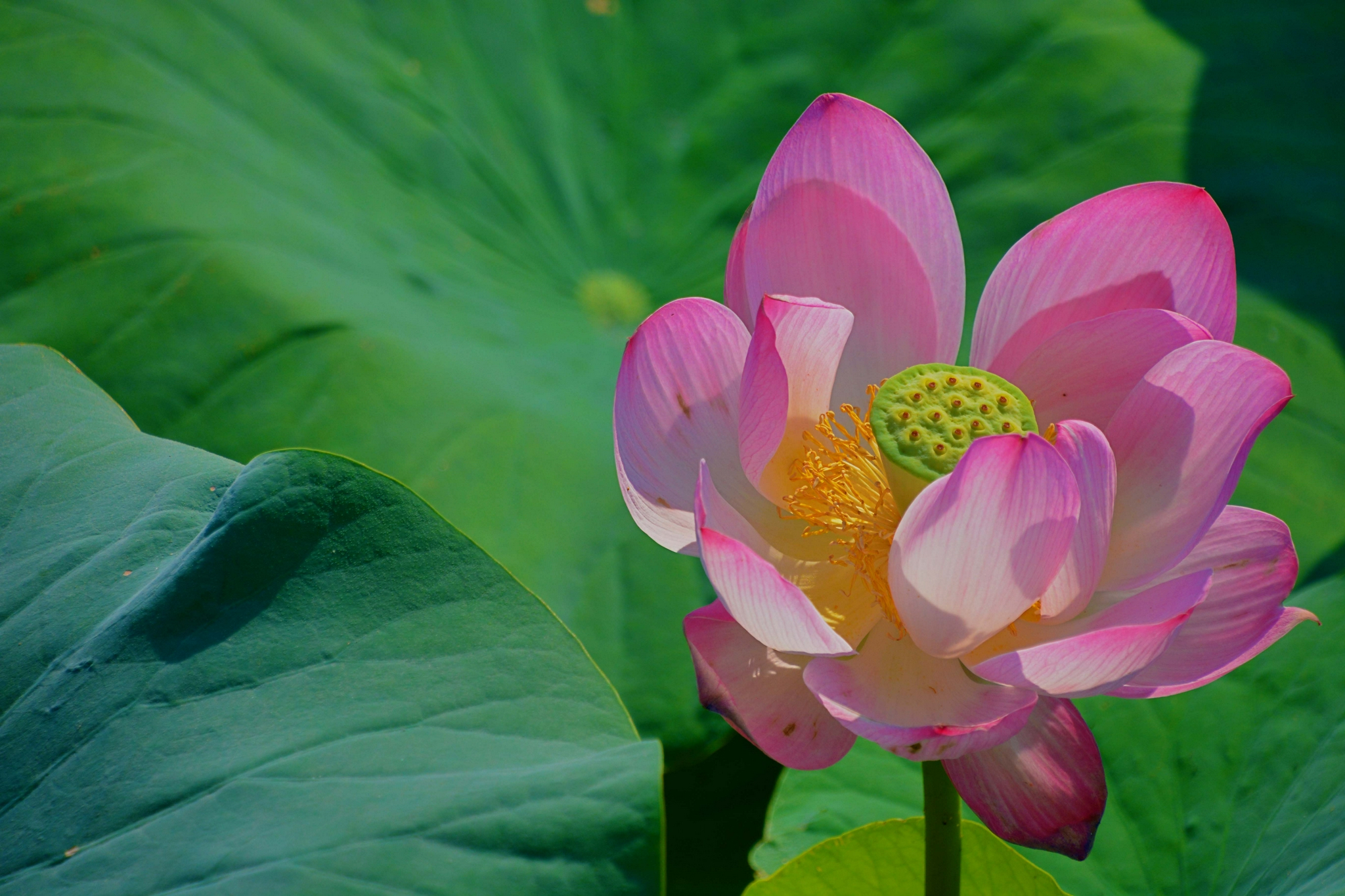 美丽的粉荷花,原创拍摄