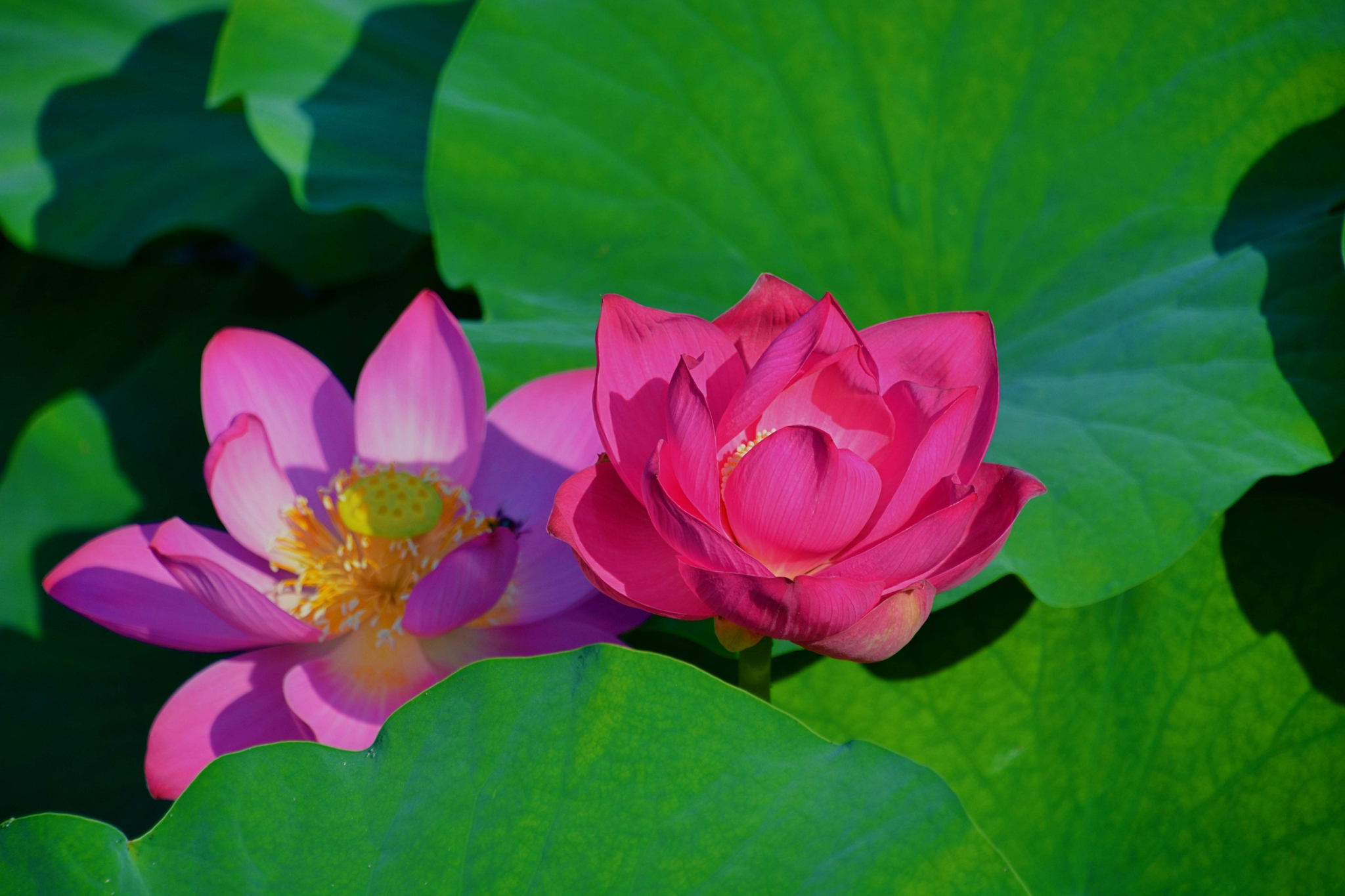 美丽的粉荷花,原创拍摄