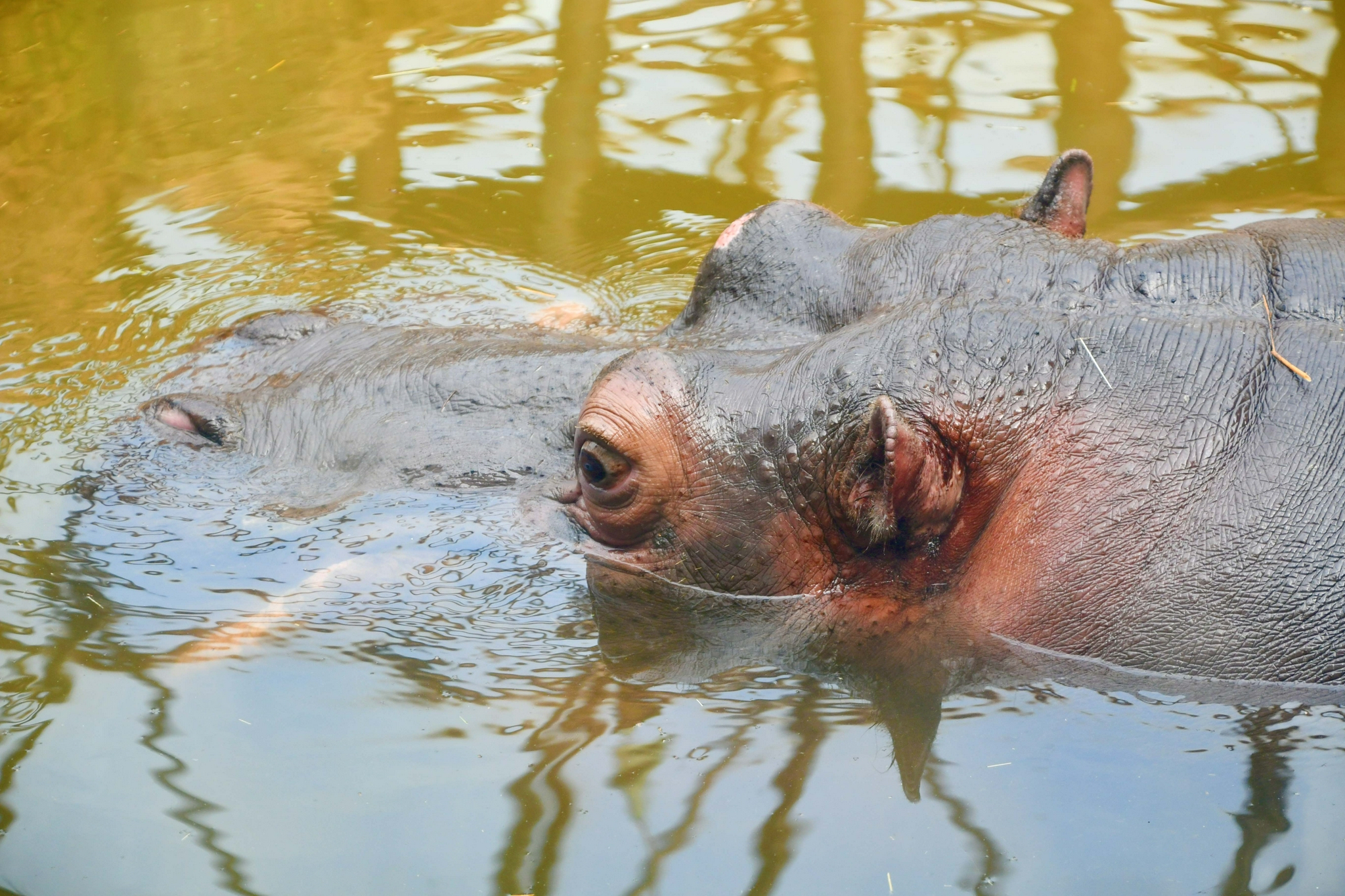 大河马,原创拍摄