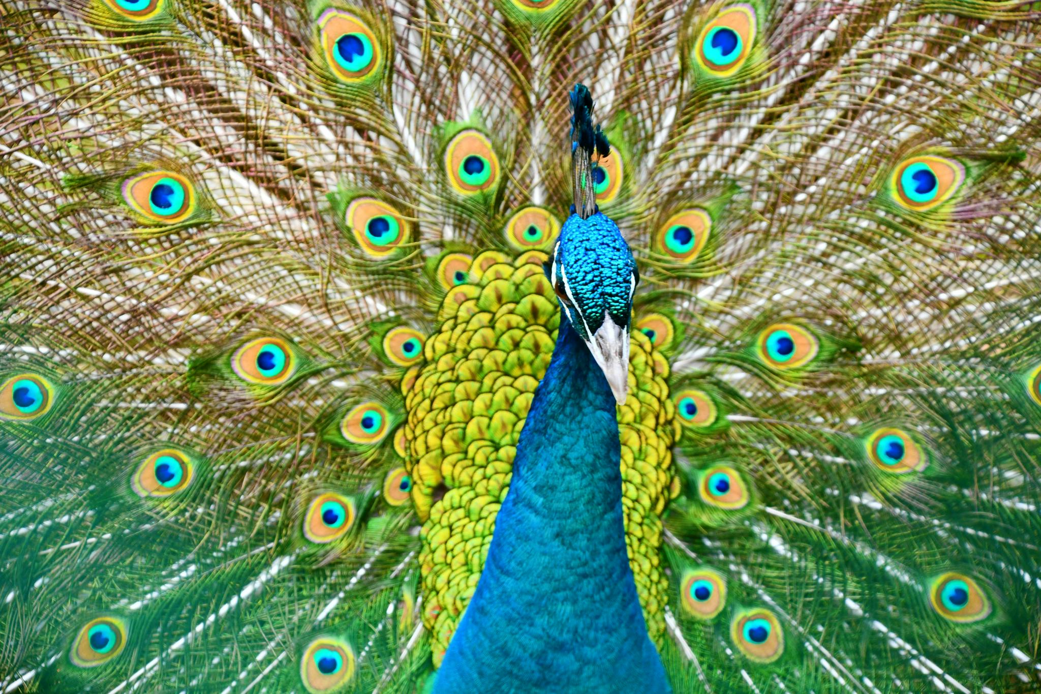 美丽的孔雀开屏,原创拍摄|原创|拍摄|孔雀开屏_新浪新闻