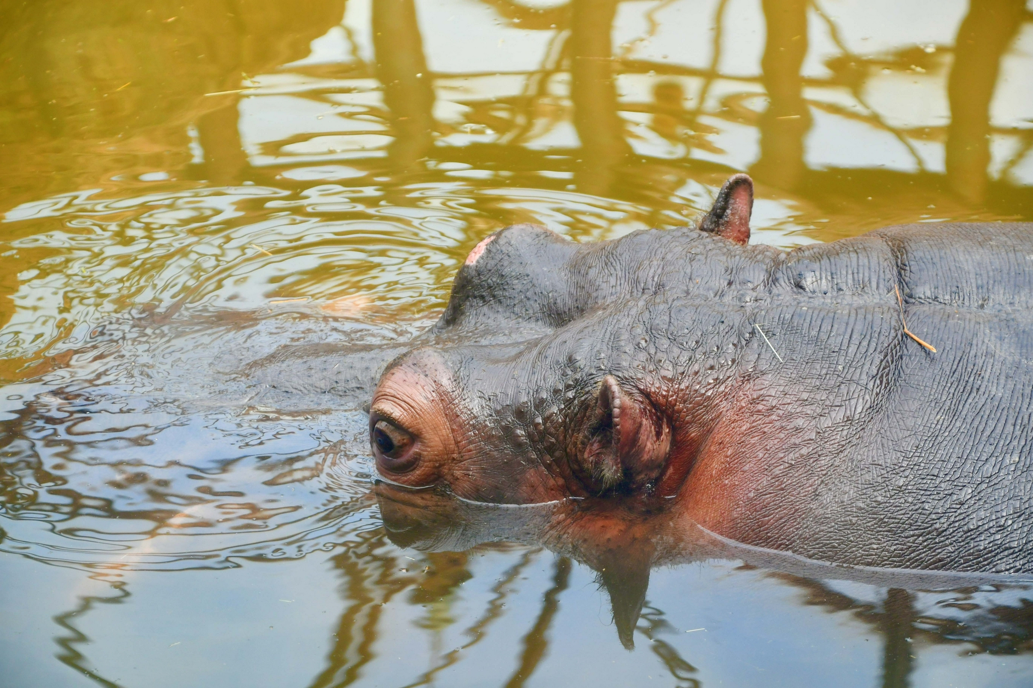 大河马,原创拍摄