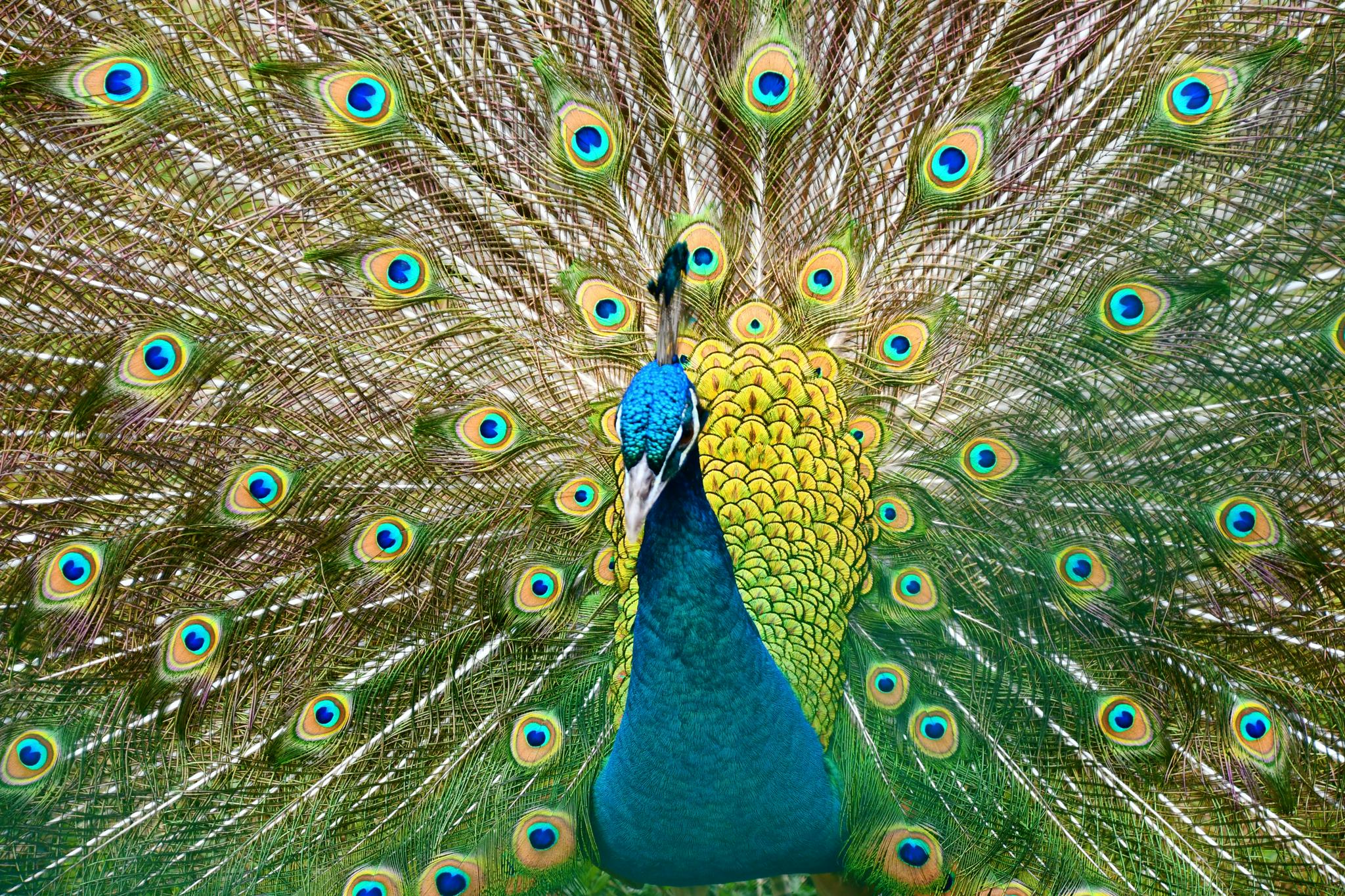 美丽的孔雀开屏原创拍摄