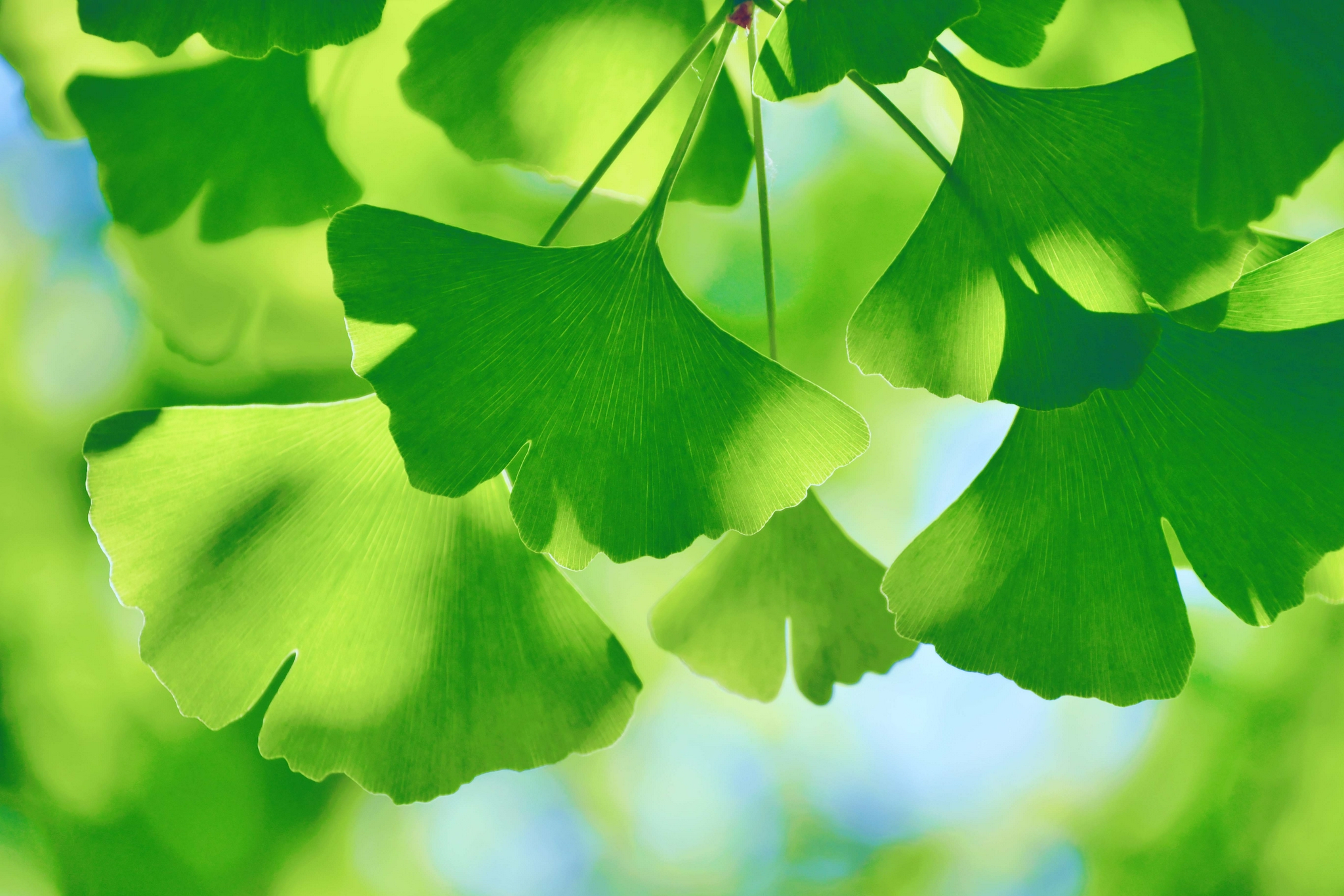 清新的银杏叶原创拍摄