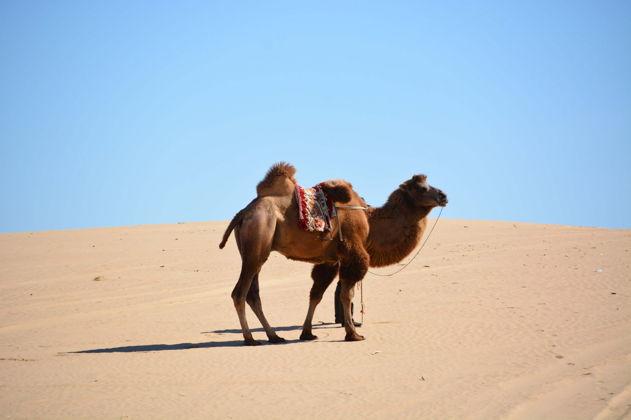 宝古图沙漠骆驼原创拍摄
