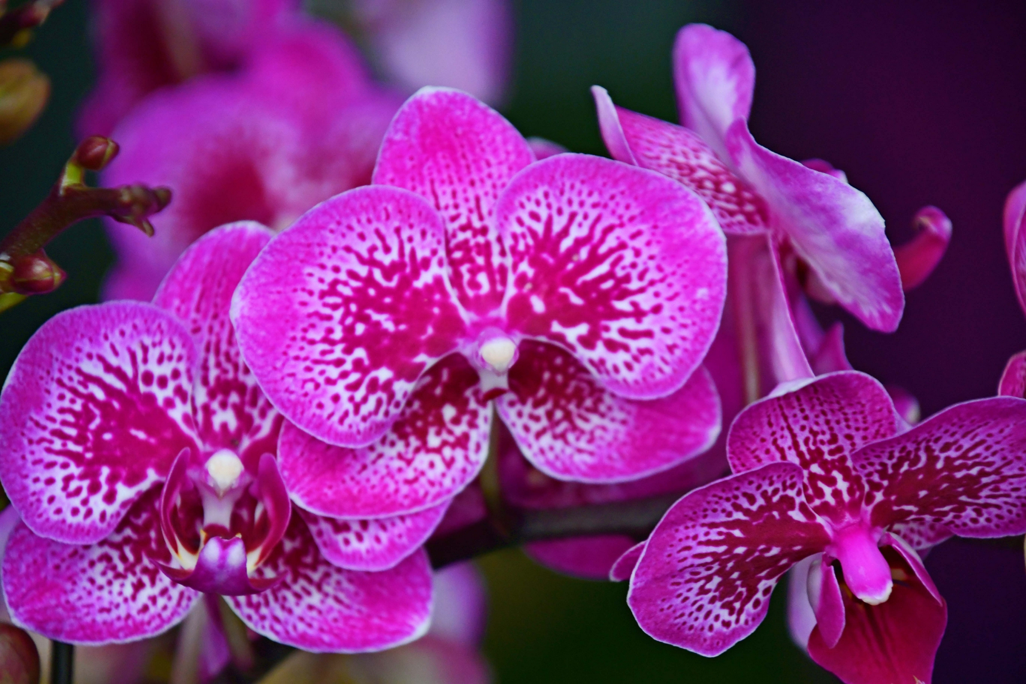 花纹蝴蝶兰原创拍摄