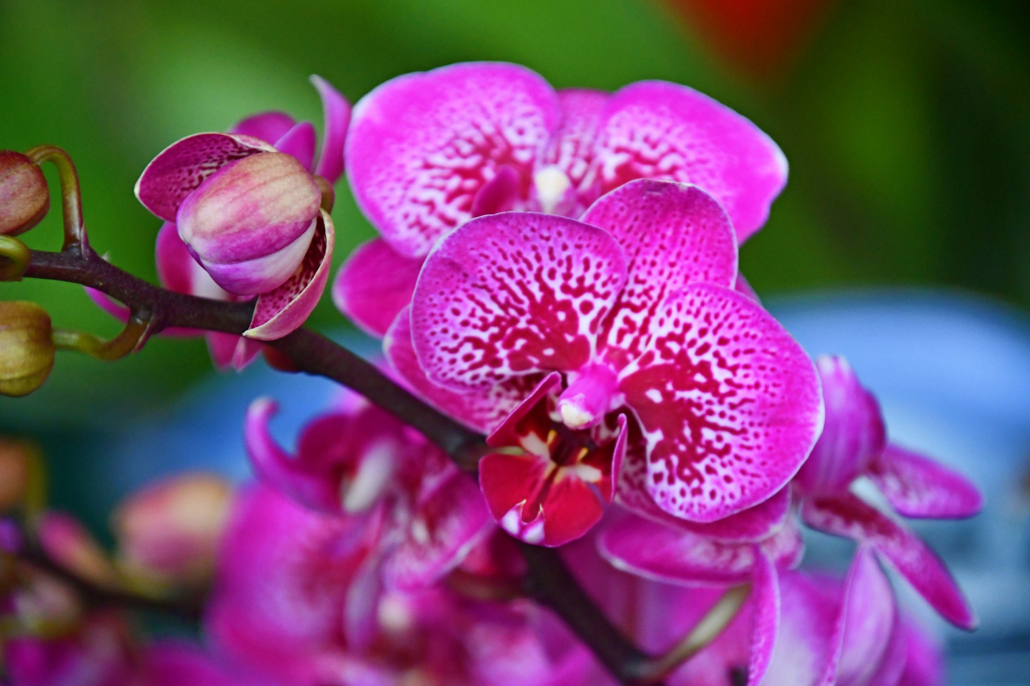 花纹蝴蝶兰原创拍摄