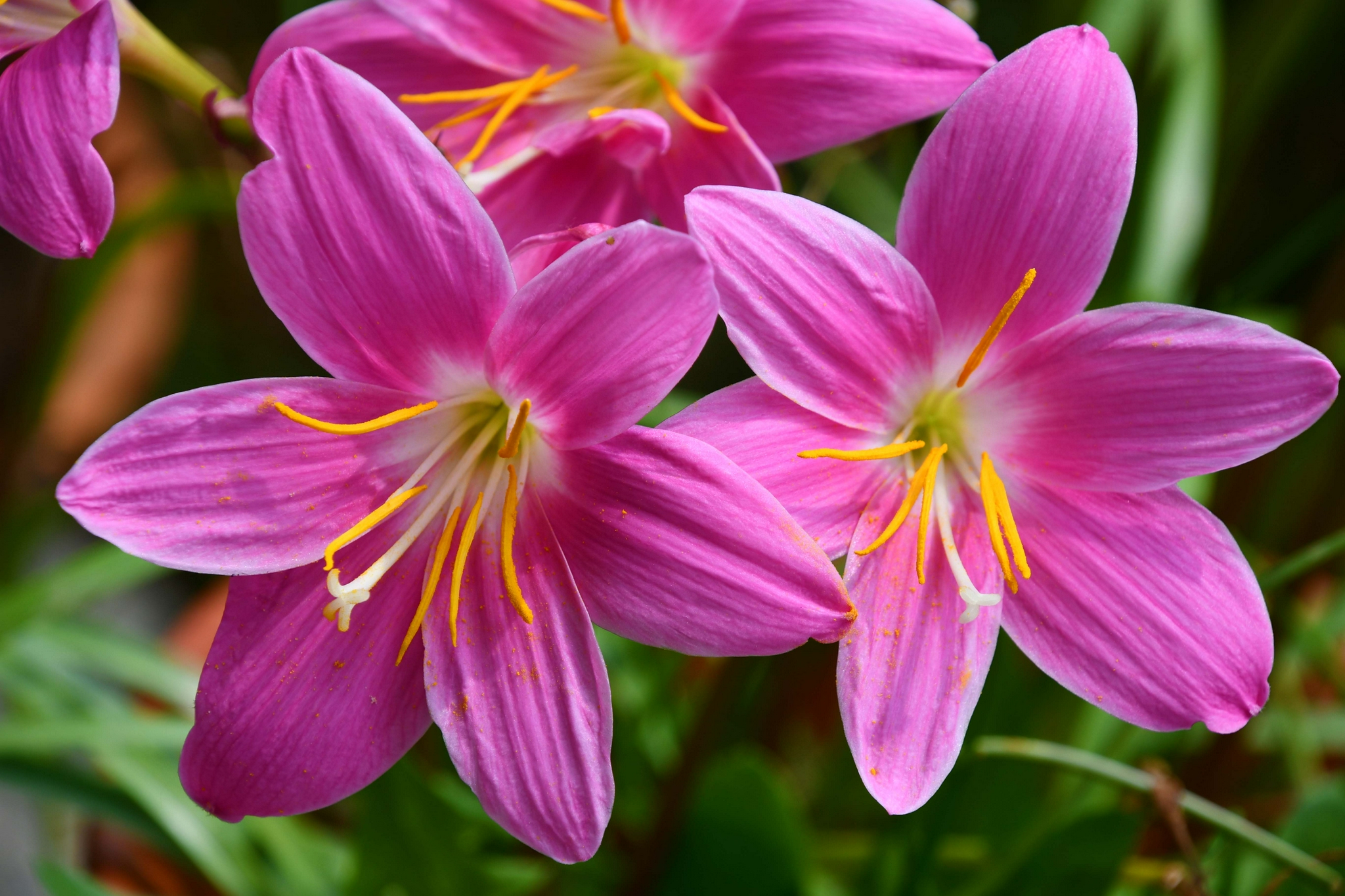 美丽的风雨兰,原创拍摄_高清图集_新浪网