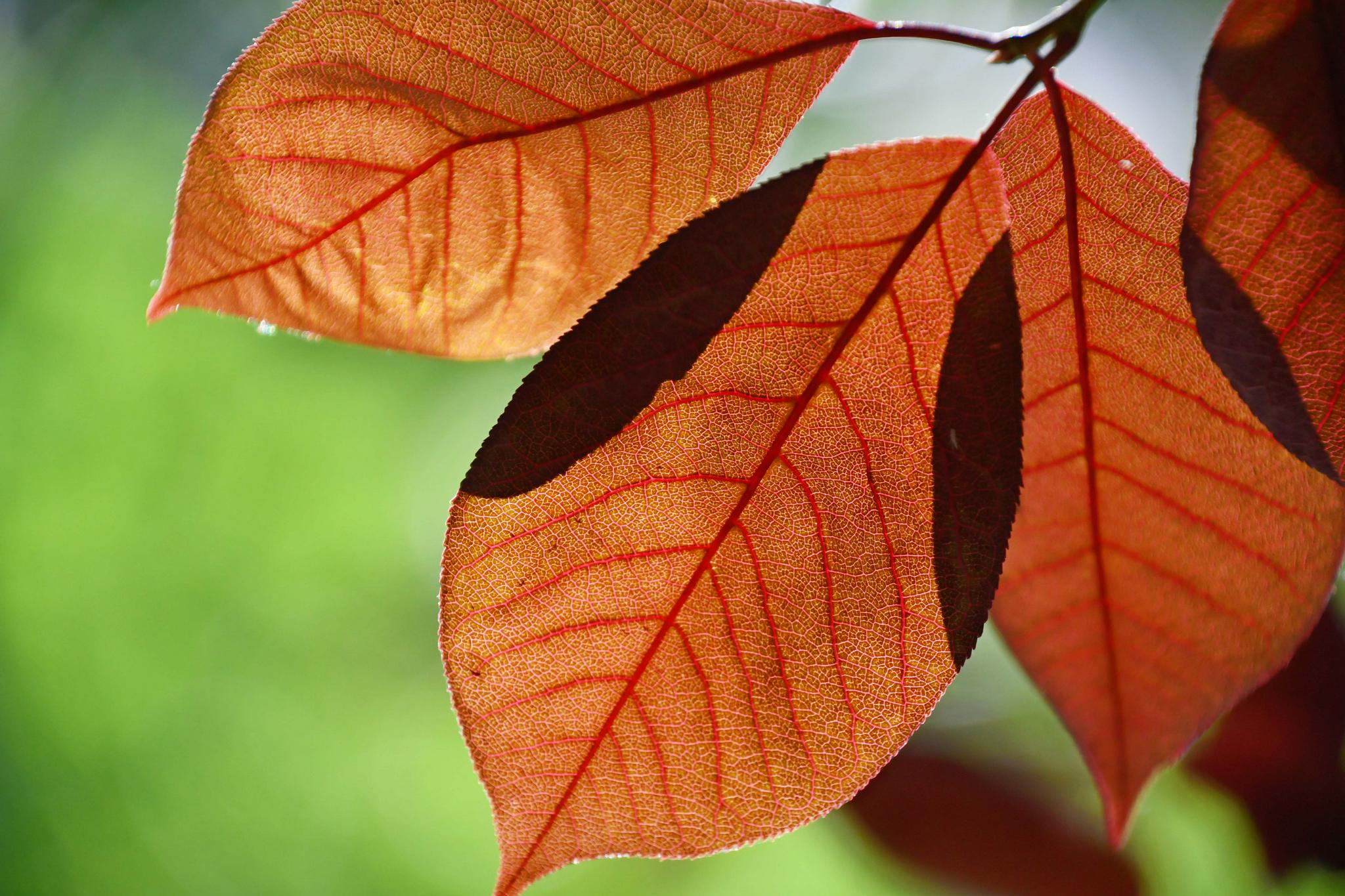 紫叶李树叶原创拍摄