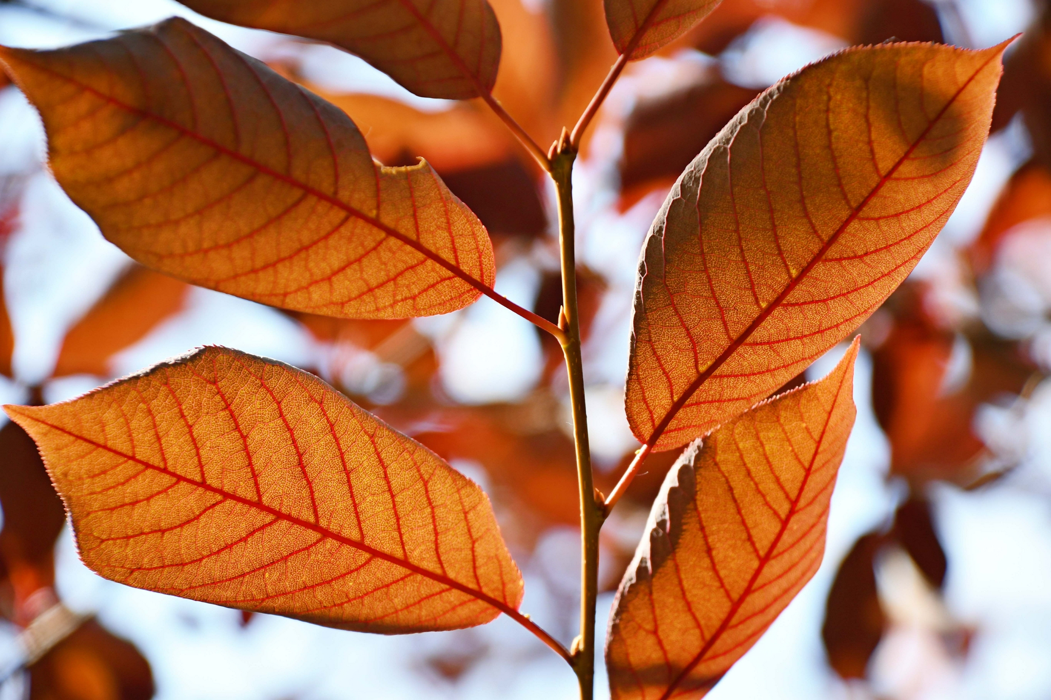 紫叶李树叶原创拍摄