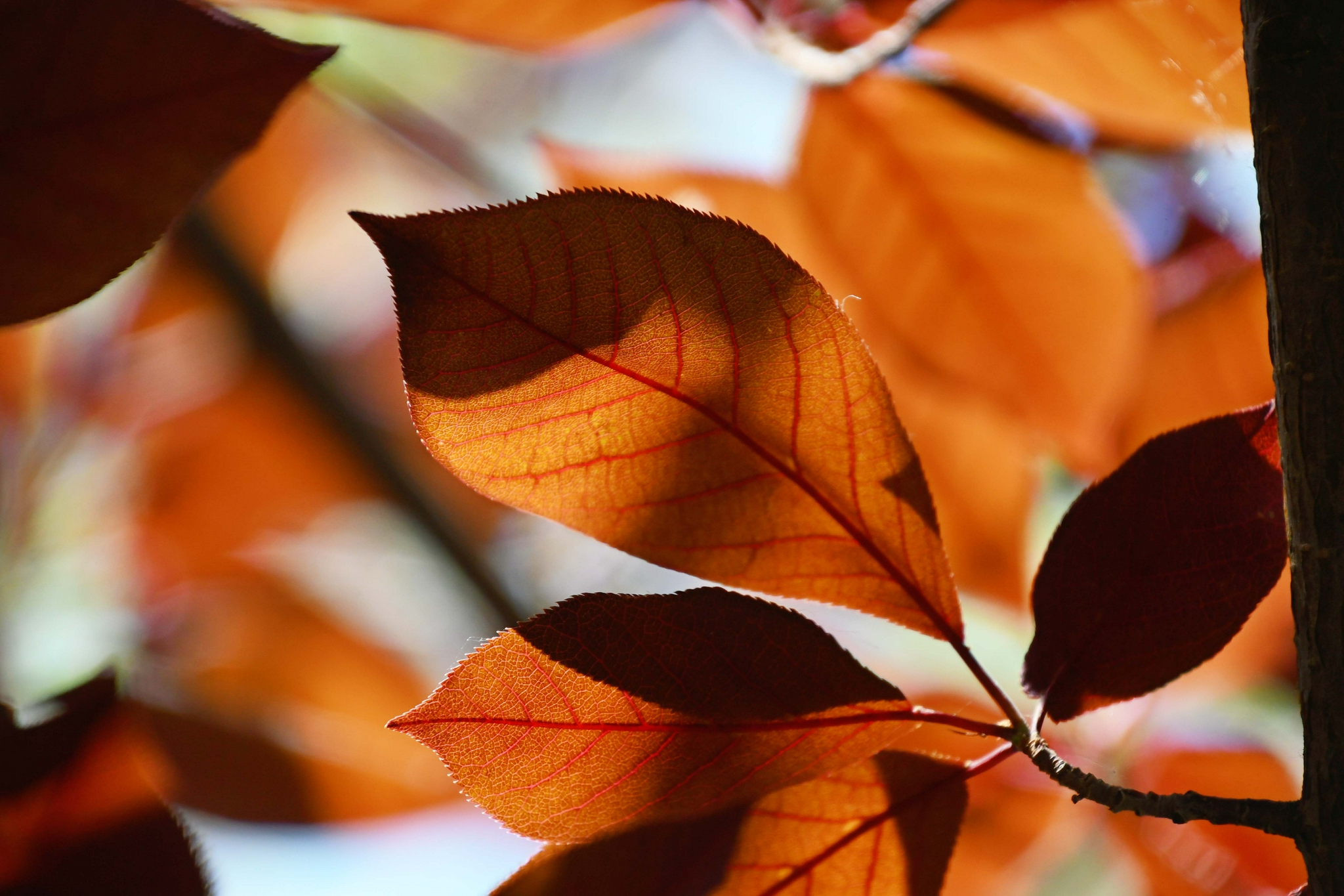 紫叶李树叶原创拍摄
