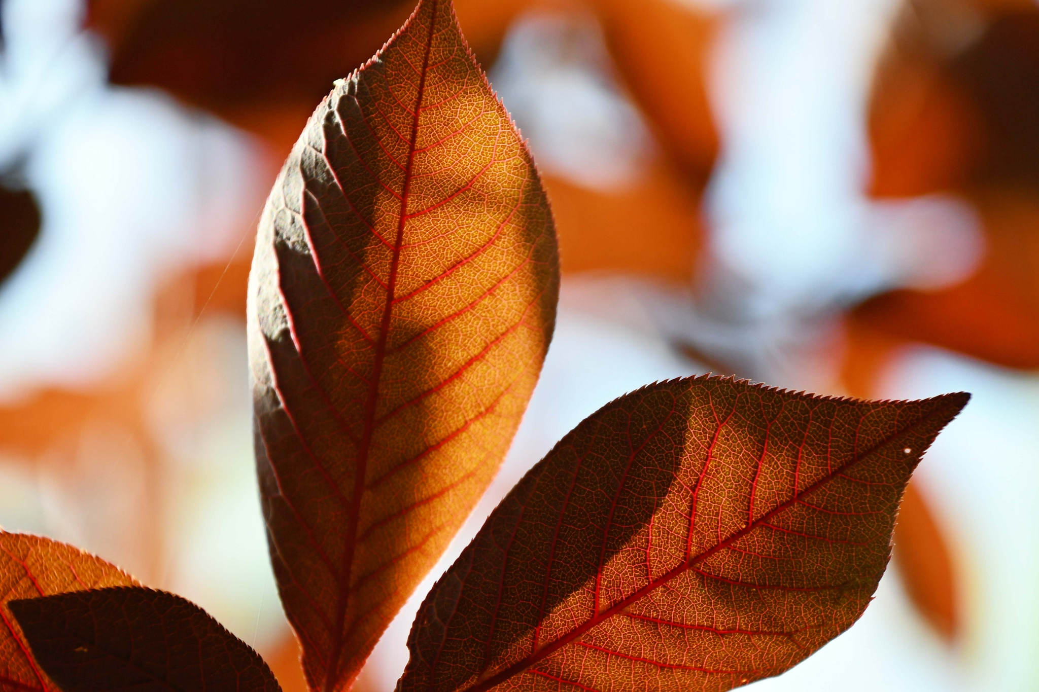 紫叶李树叶原创拍摄