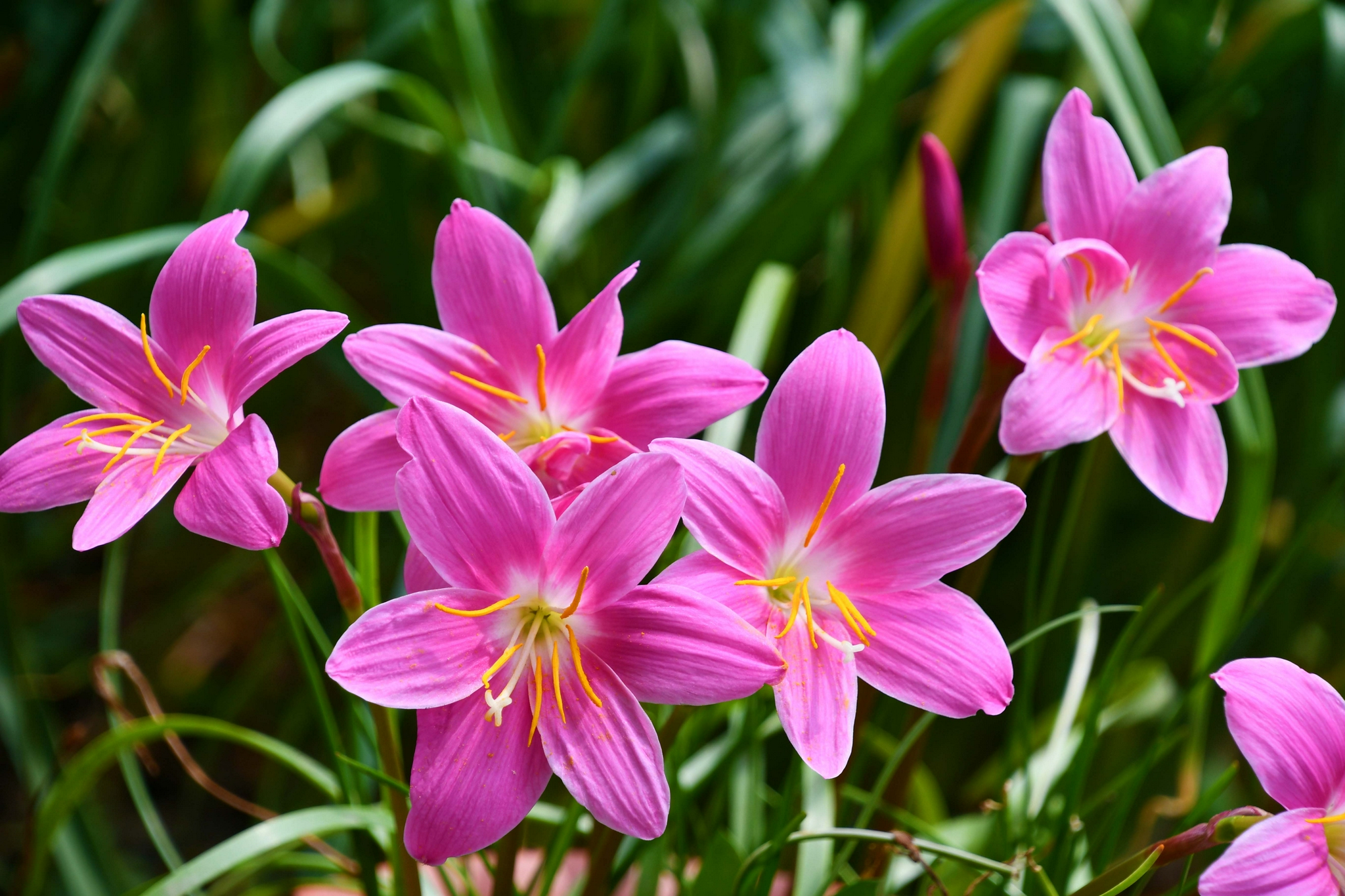 美丽又耐活的韭兰原创拍摄