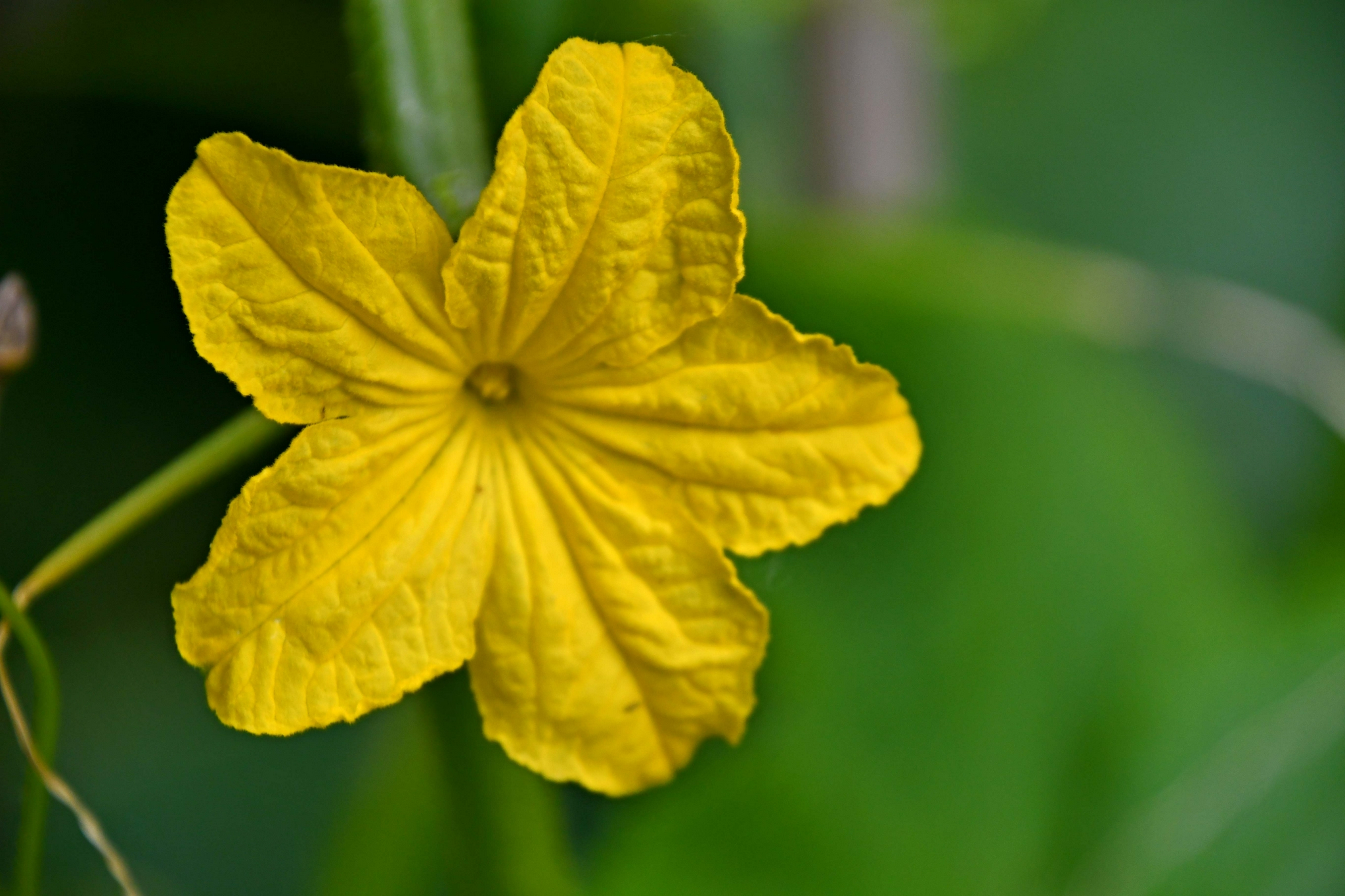 黄瓜花原创拍摄