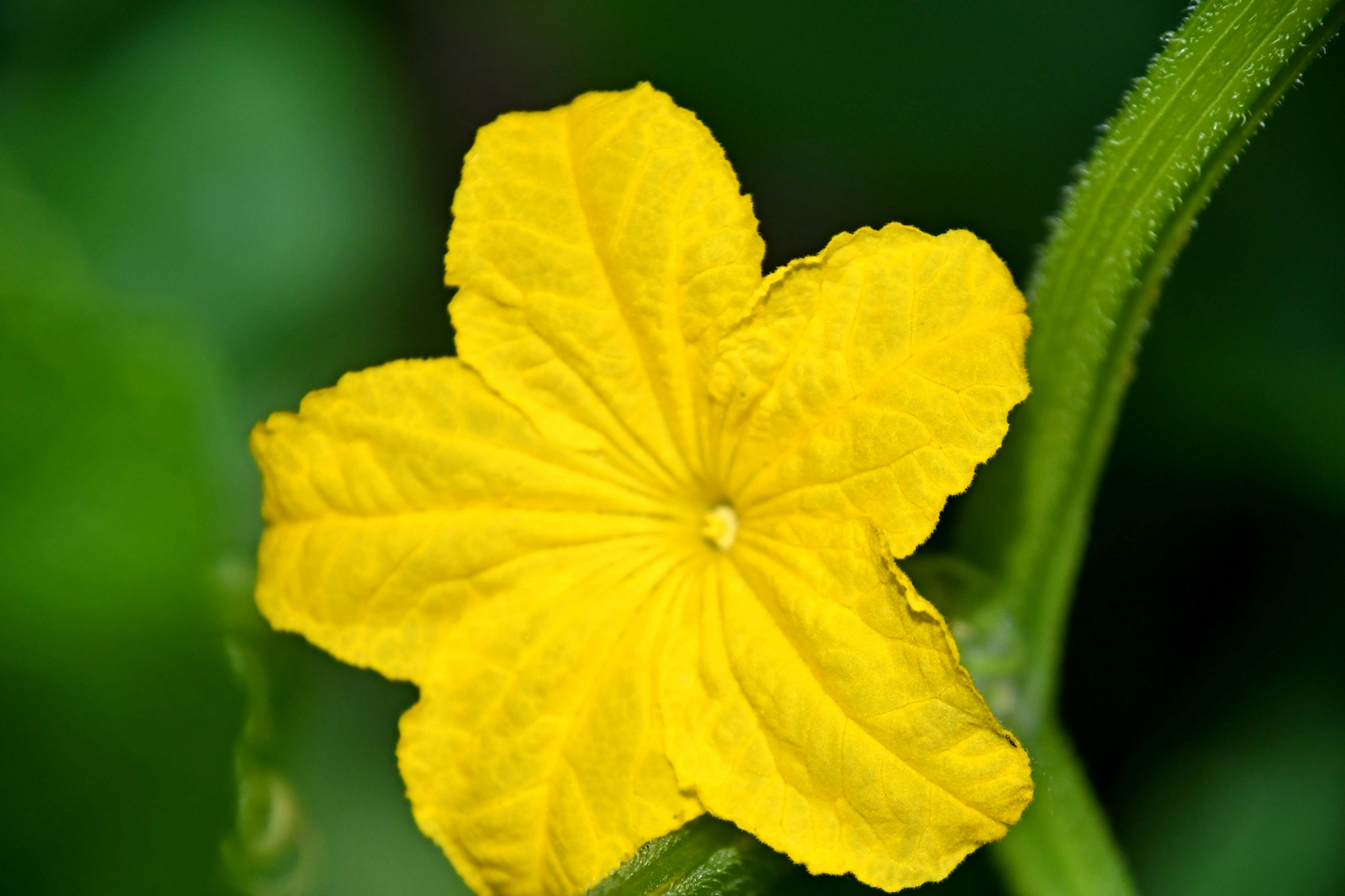 黄瓜花原创拍摄