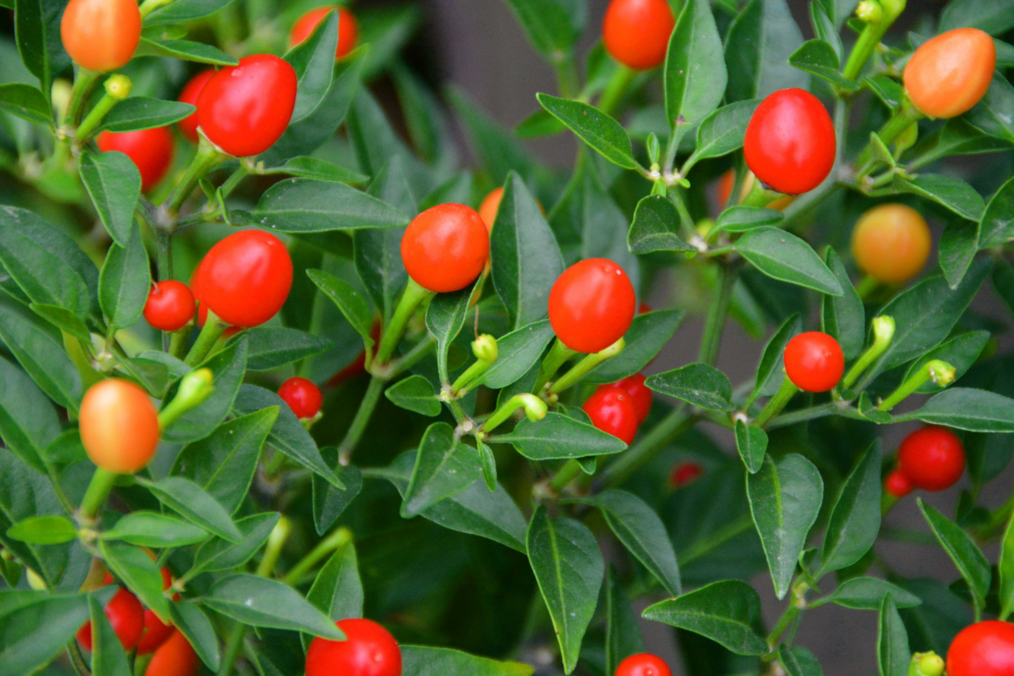 五彩小圆椒,原创拍摄|圆椒|原创|拍摄_新浪新闻