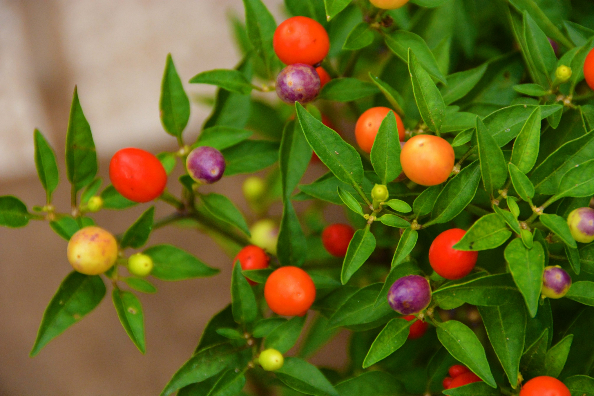 五彩小圆椒,原创拍摄|圆椒|原创|拍摄_新浪新闻