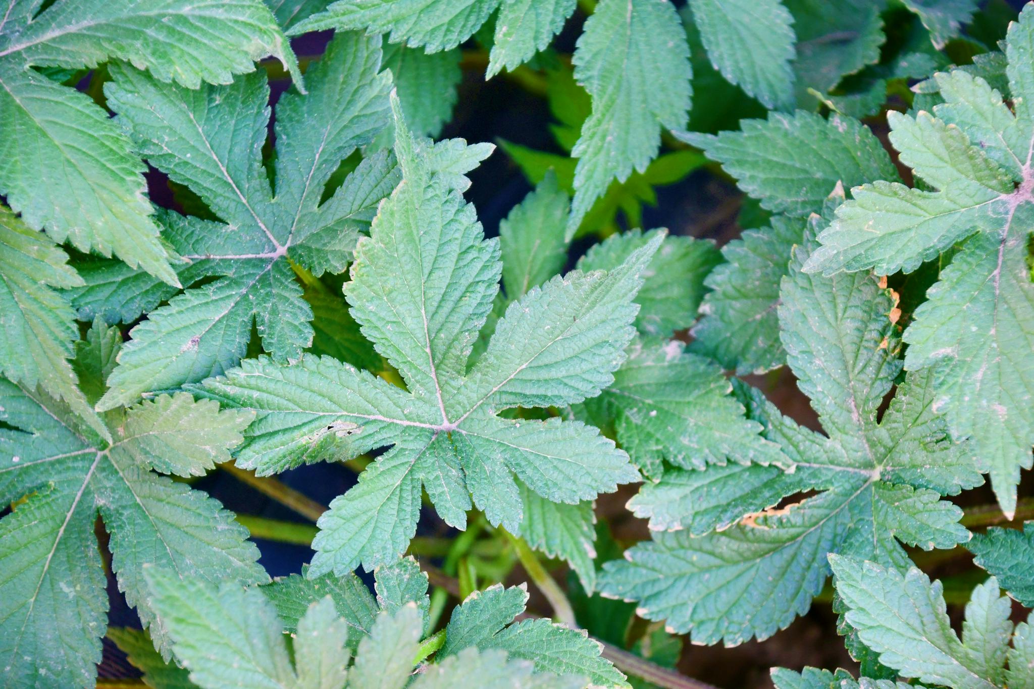 五爪龙叶子,原创拍摄|五爪龙|原创|拍摄_新浪新闻