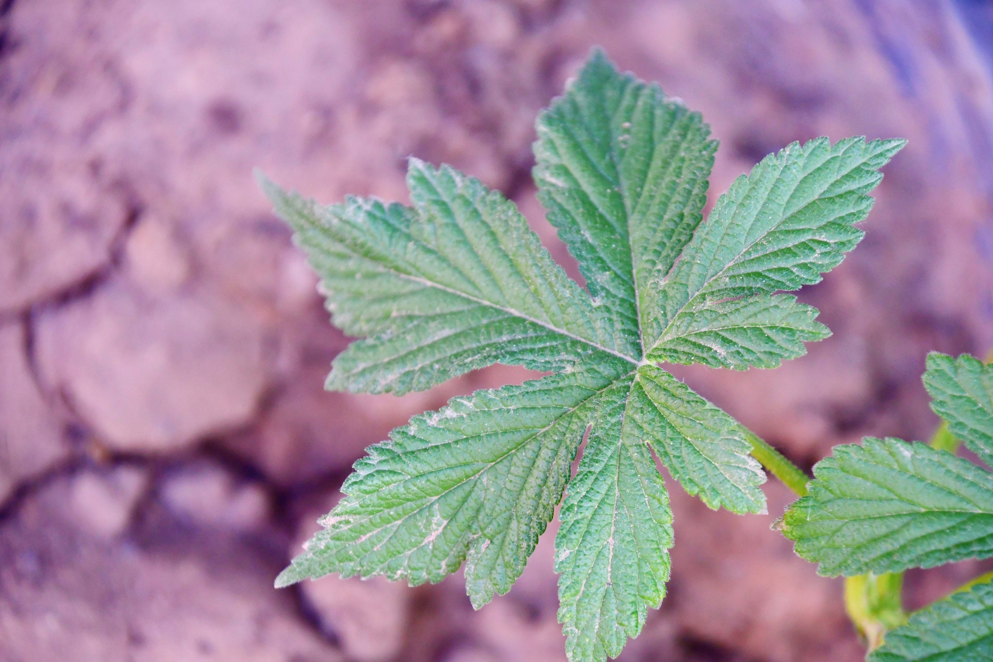 五爪龙叶子,原创拍摄|五爪龙|原创|拍摄_新浪新闻