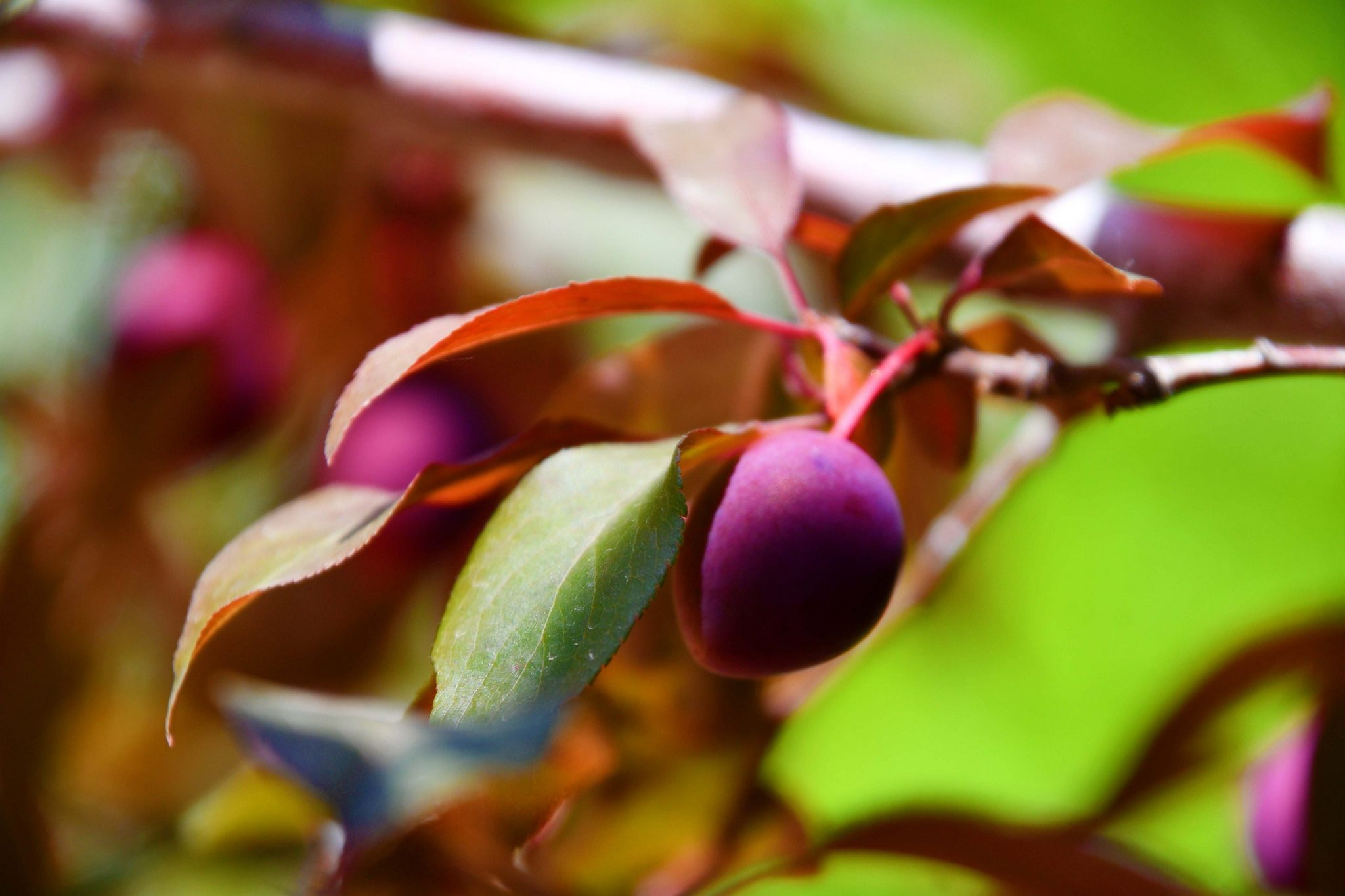 校园内紫叶李果实尽量不要吃紫叶李树是一种观赏性的绿化树木,不同于