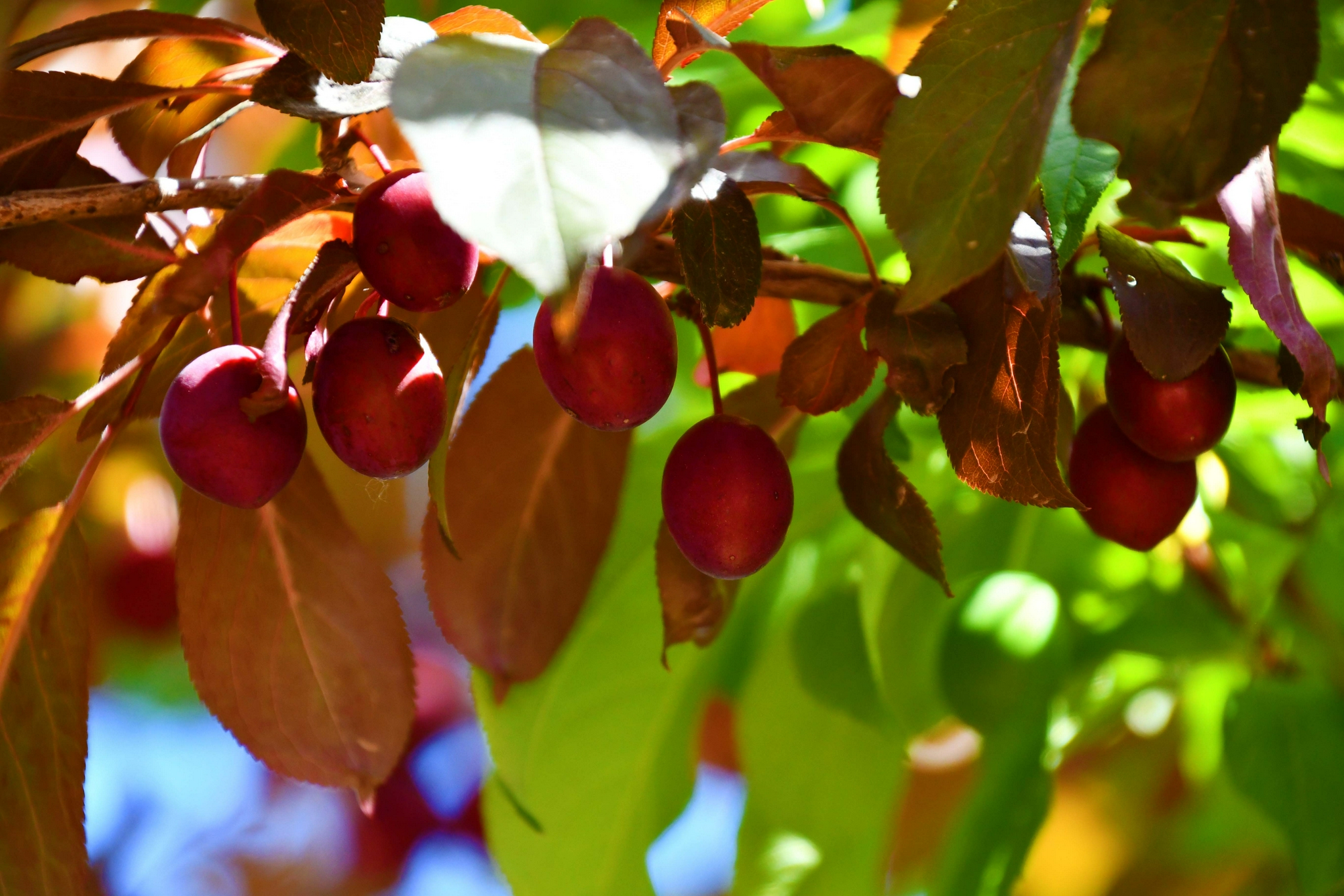 紫叶李果实的功效(紫叶李果实的功效与禁忌)