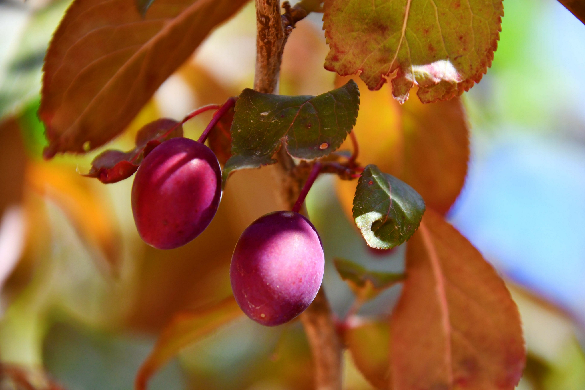 紫叶李的果子成熟样子图片
