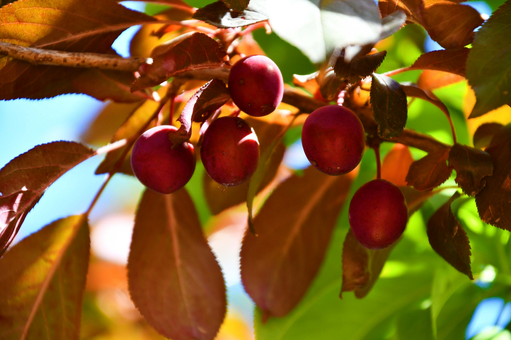 根据砖家的分析,红叶李的果实无毒,可以食用,其口感又酸又涩,还有些