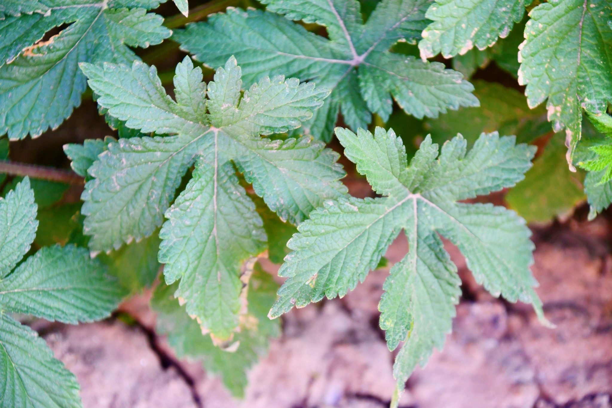 五爪龙叶子,原创拍摄|五爪龙|原创|拍摄_新浪新闻