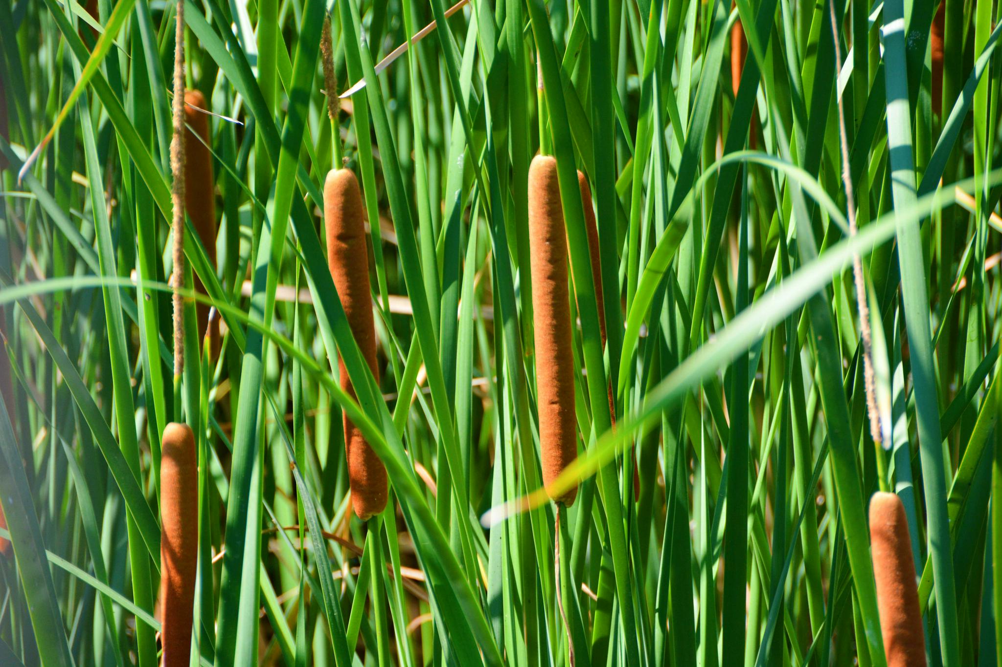 中药材蒲草棒,原创拍摄|蒲草|中药材|原创_新浪新闻