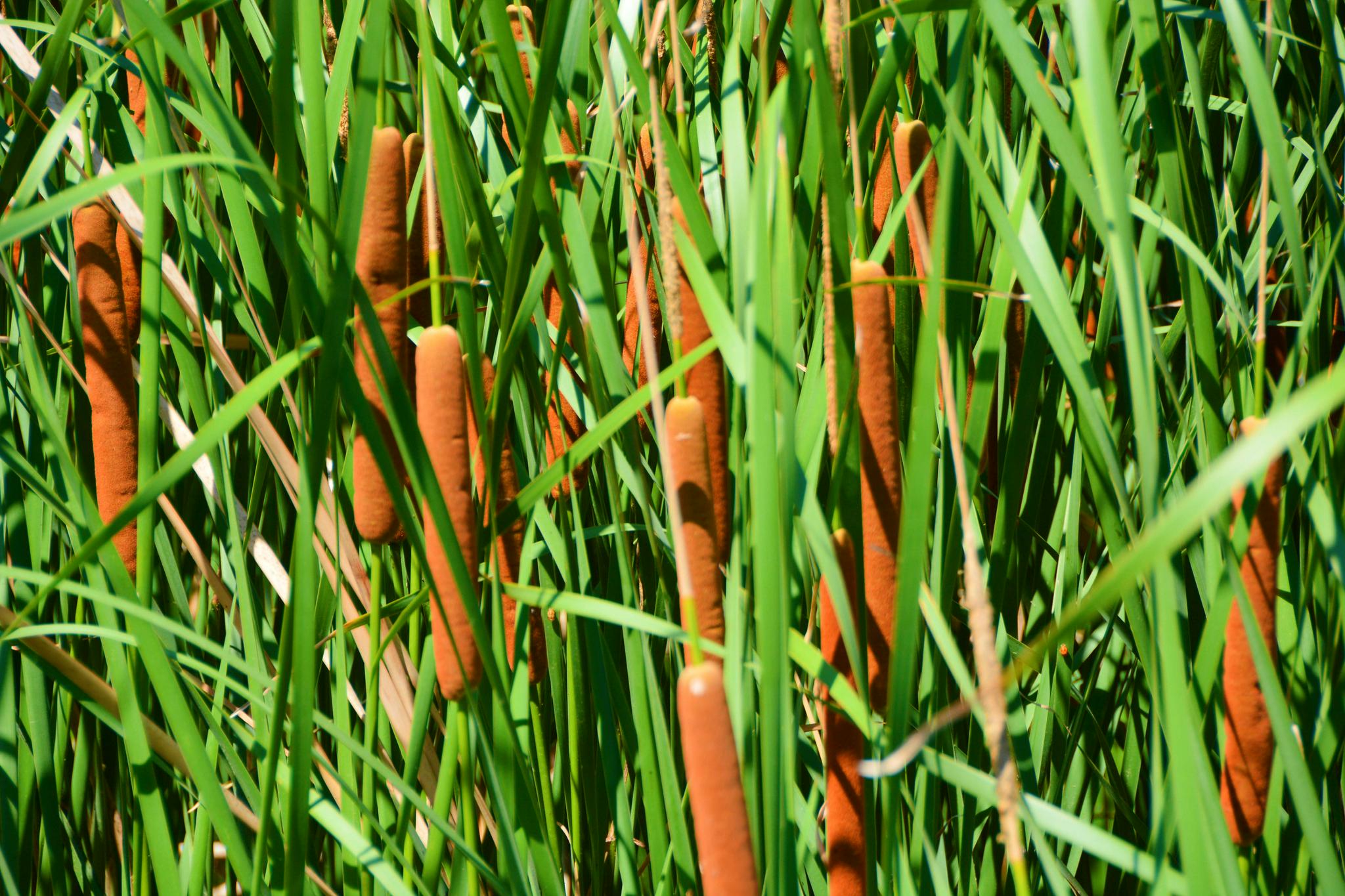 中药材蒲草棒,原创拍摄|蒲草|中药材|原创_新浪新闻